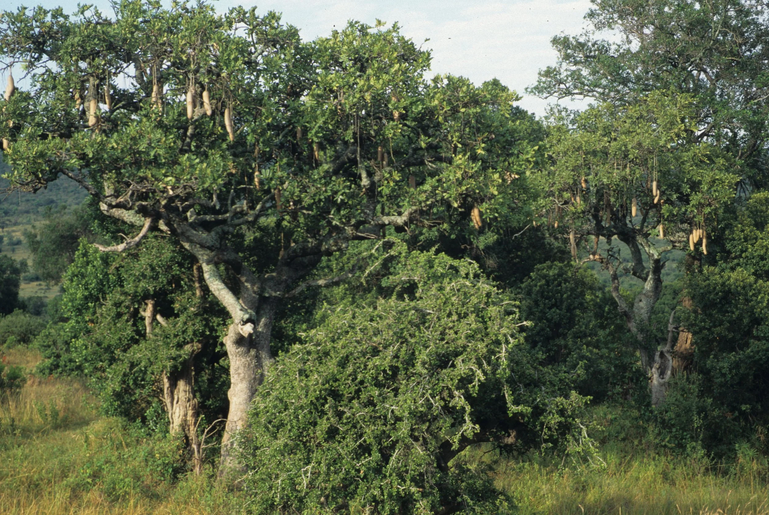 UGANDA - SAUSAGE TREE B.jpg
