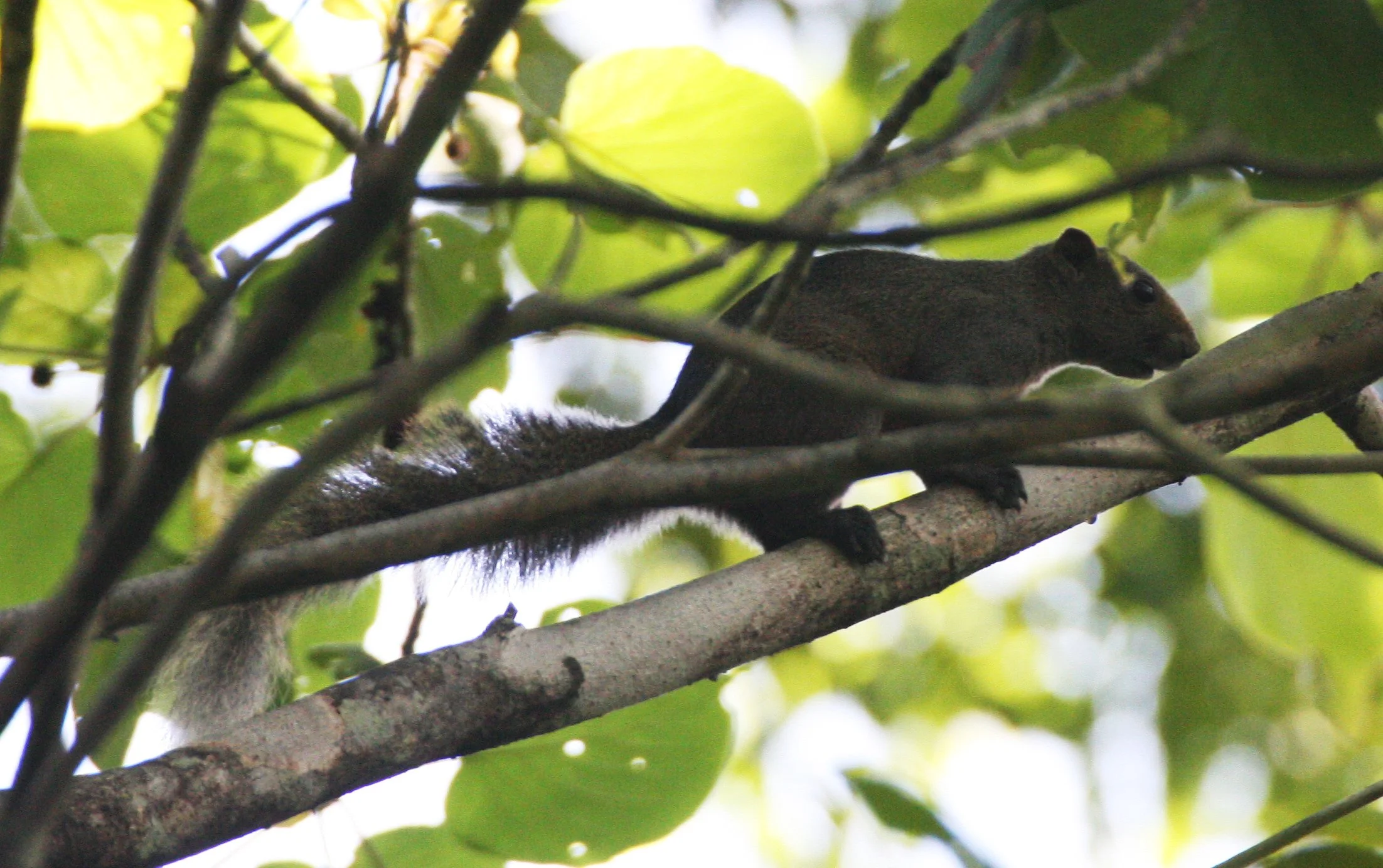 Callosciurus erythraeus erythraeus - PALLAS'S SQUIRREL - KHAO BAN DAI - HUAI KHA KHAENG NATURE RESERVE THAILAND (43).JPG