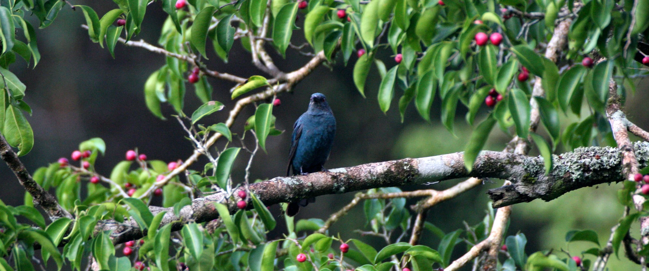 ASIAN FAIRY BLUEBIRD - Irena puella - KAENG KRACHAN NP (11).JPG