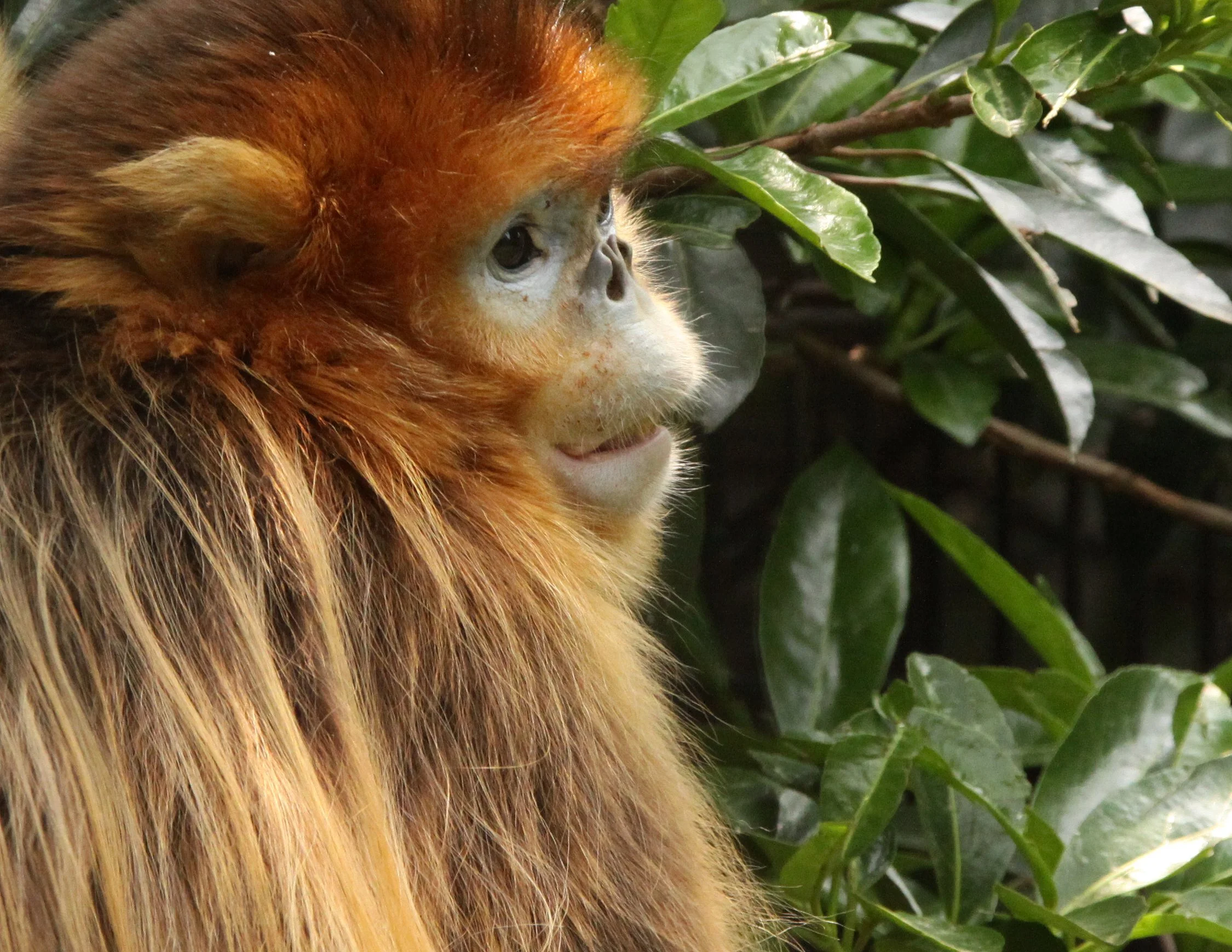 CERCOPITHECIDAE - Rhinopithecus roxellana roxellana - MOUPIN GOLDEN SNUB-NOSED MONKEY - SHANGHAI ZOO (9).JPG