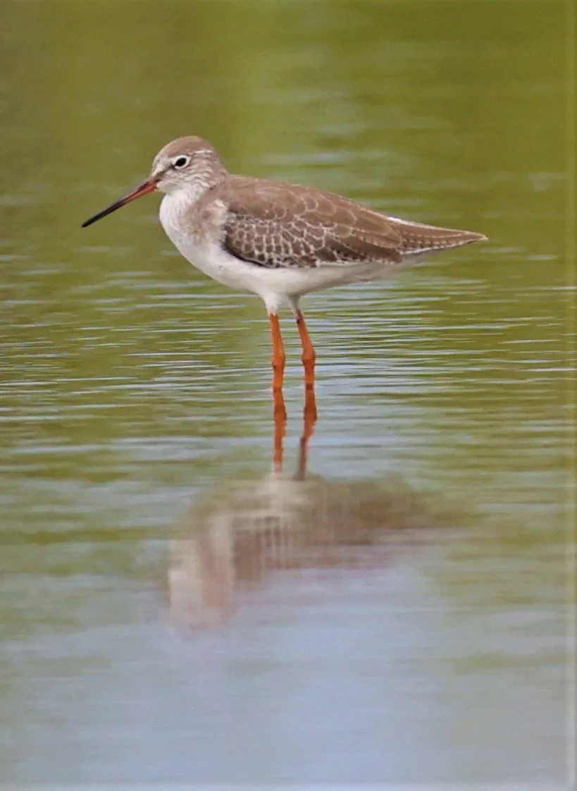 REDSHANK - COMMON REDSHANK - Tringa totanus - BANG PAKONG SALT PANS CHACHOENGSAO WEST OF RIVER (5).jpg