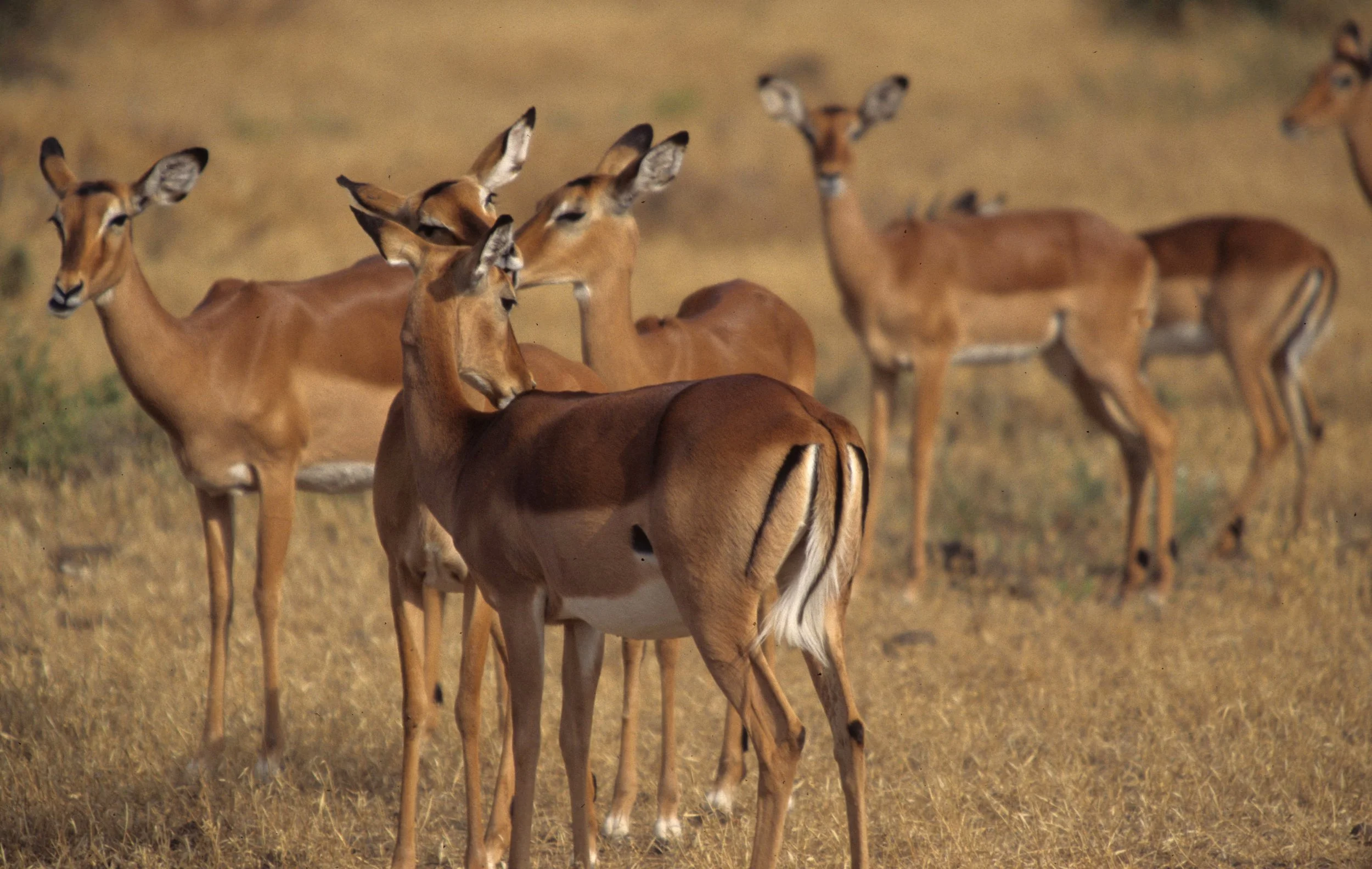 BOVID - IMPALLA-SERENGETI 1 (11).jpg