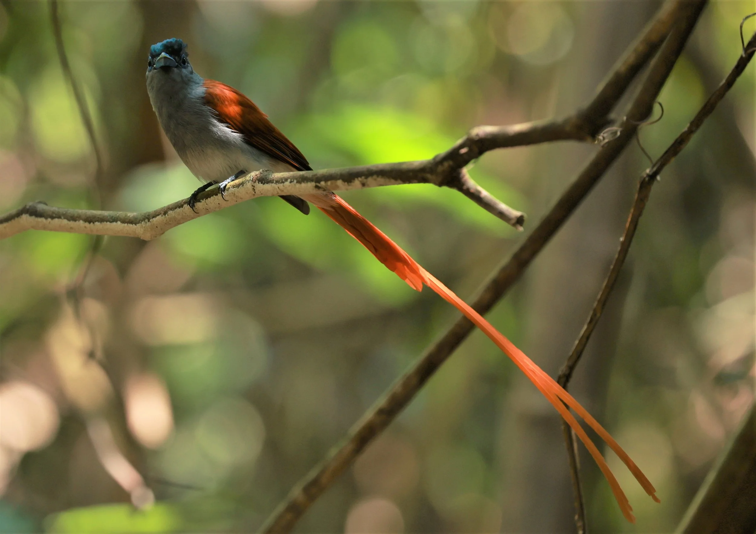 PARADISE-FLYCATCHER - BLYTH'S PARADISE-FLYCATCHER - Terpsiphone affinis - KRUNG CHING, KHAO LUANG NATIONAL PARK, THAILAND APRIL 2023 (43).jpg