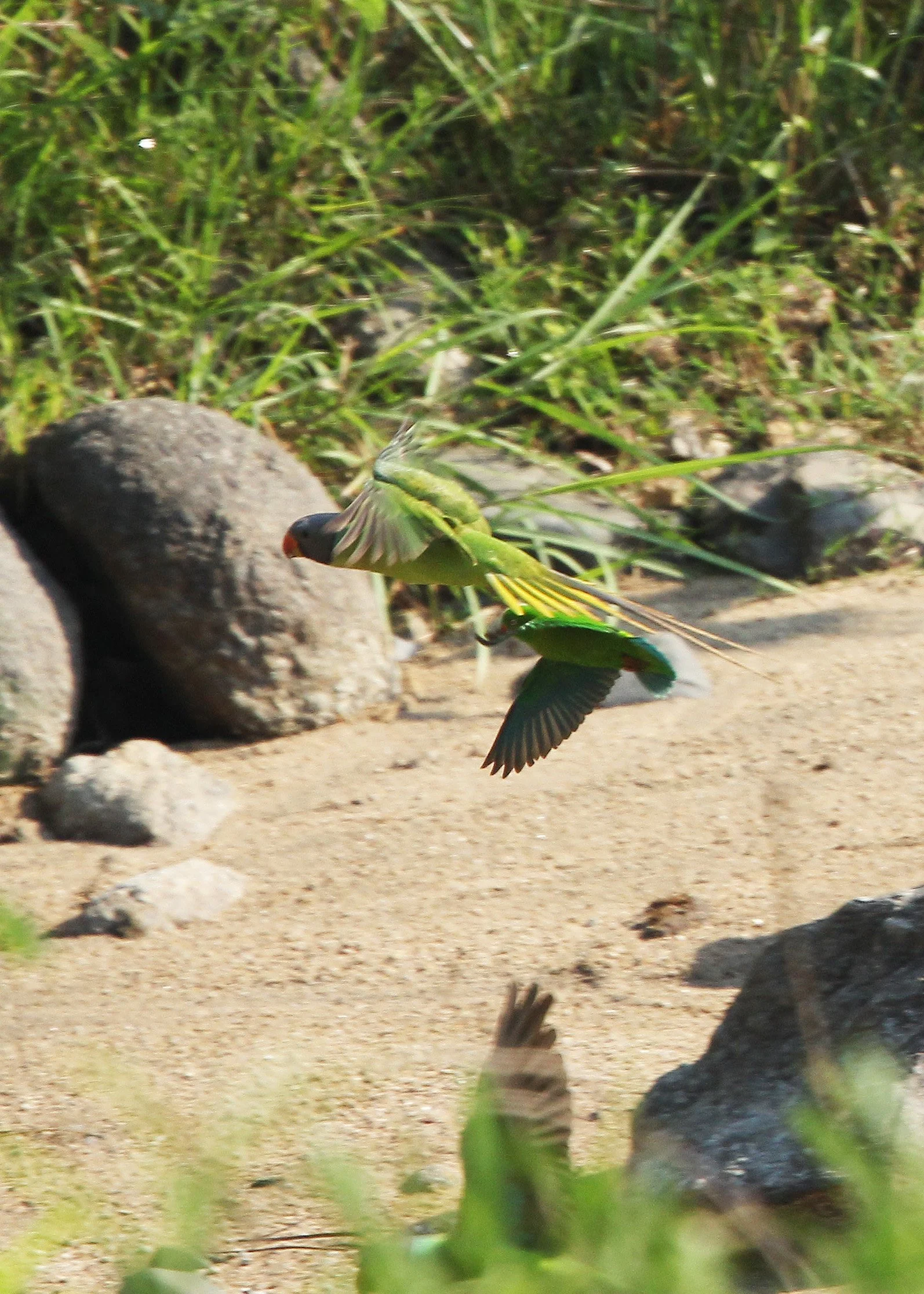 BIRD - PARAKEET - RED BREASTED, GREY-HEADED PARAKEETS & VERNAL HANGING PARROT -  HUAI KHA KHAENG NATURE RESERVE - THAILAND (8).jpg
