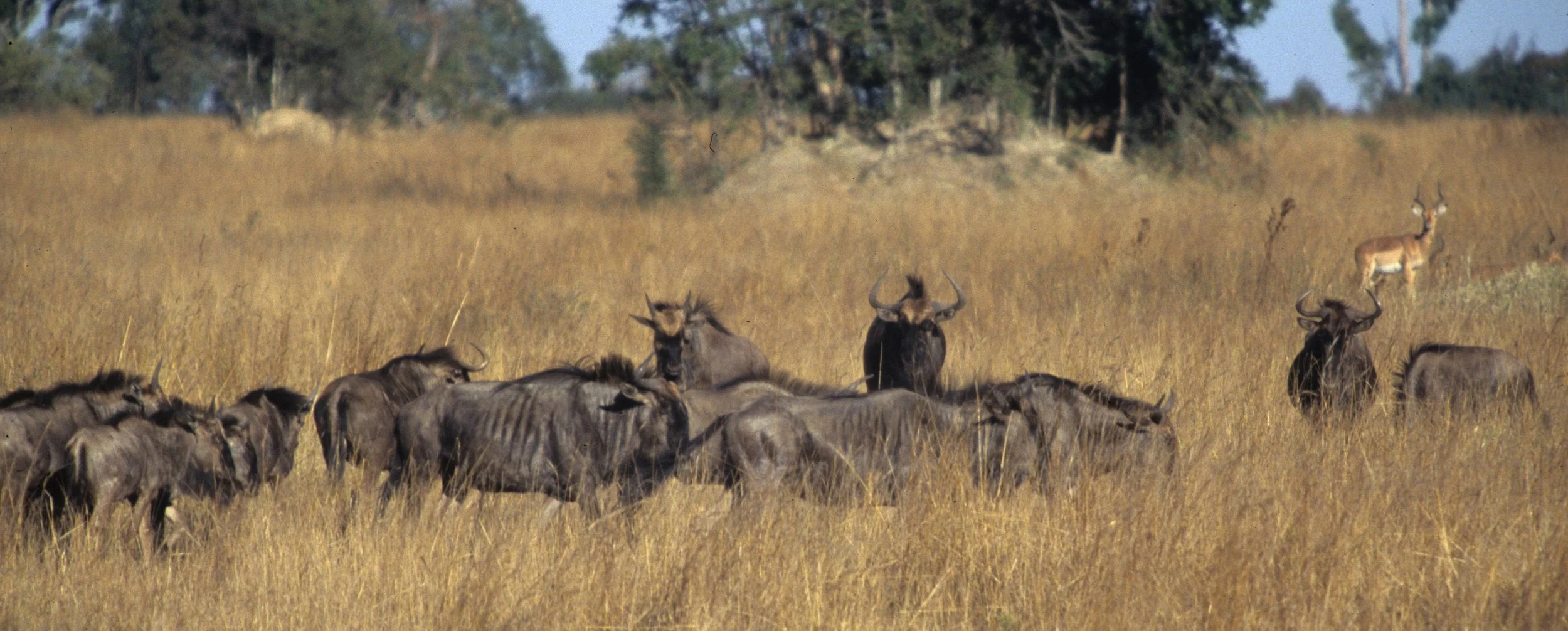 BOVID - WILDEBEEST- GREY - SERENGETI (19).jpg