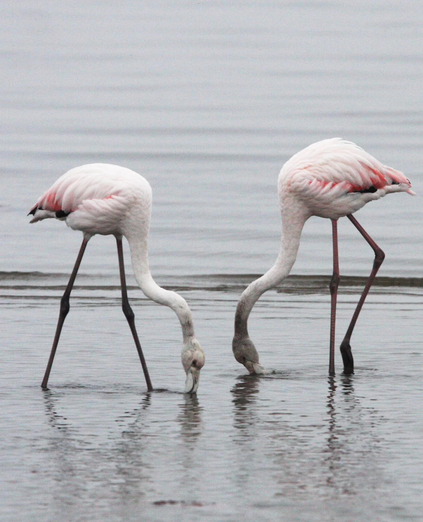 Phoenicopterus roseus - Greater Flamingo - Walvis Bay Namibia (11).JPG