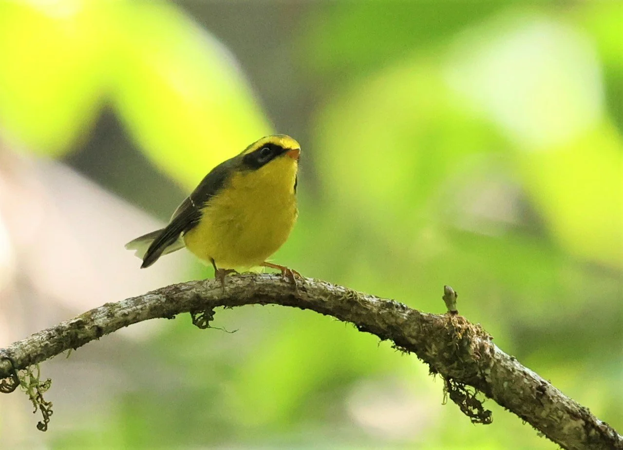 FANTAIL - YELLOW-BELLIED FAIRY-FANTAIL - Chelidorhynx hypoxanthus - DOI PHA HOM POK NP DOI LANG EAST FEB 2022 (39).jpg