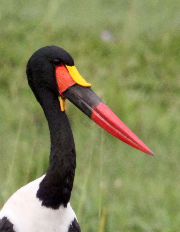 STORK - SADDLE-BILLED STORK - Ephippiorhynchus senegalensis - MURCHISON FALLS NATIONAL PARK UGANDA (1).JPG