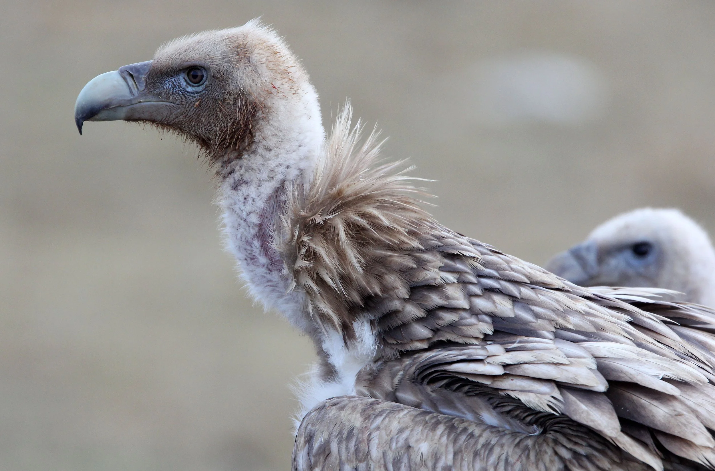 Gyps himalayensis - HIMALAYAN GRIFFON - ROAD FROM CHAKA TO QINGHAI LAKE CHINA (16).JPG