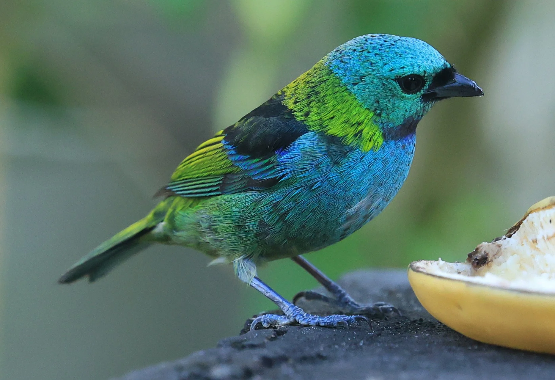 Green-headed Tanager (Tangara seledon)  Superagui National Park, Brazil (237).jpg