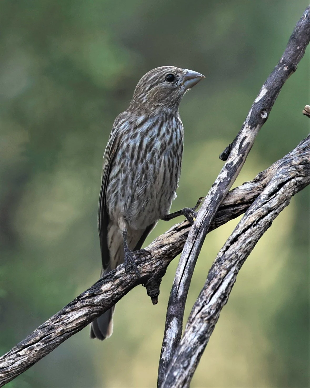 House Finch (Haemorhous mexicanus) Davis Mountains State Park, Texas (16).jpg