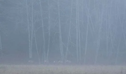 CERVID - ELK - ROOSEVELT - ELHWA VALLEY.jpg