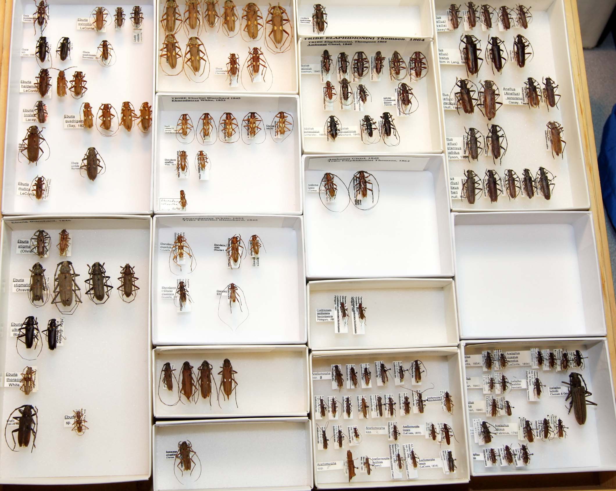 16 Cerambycinae - Eburiini - Elaphidionini.JPG