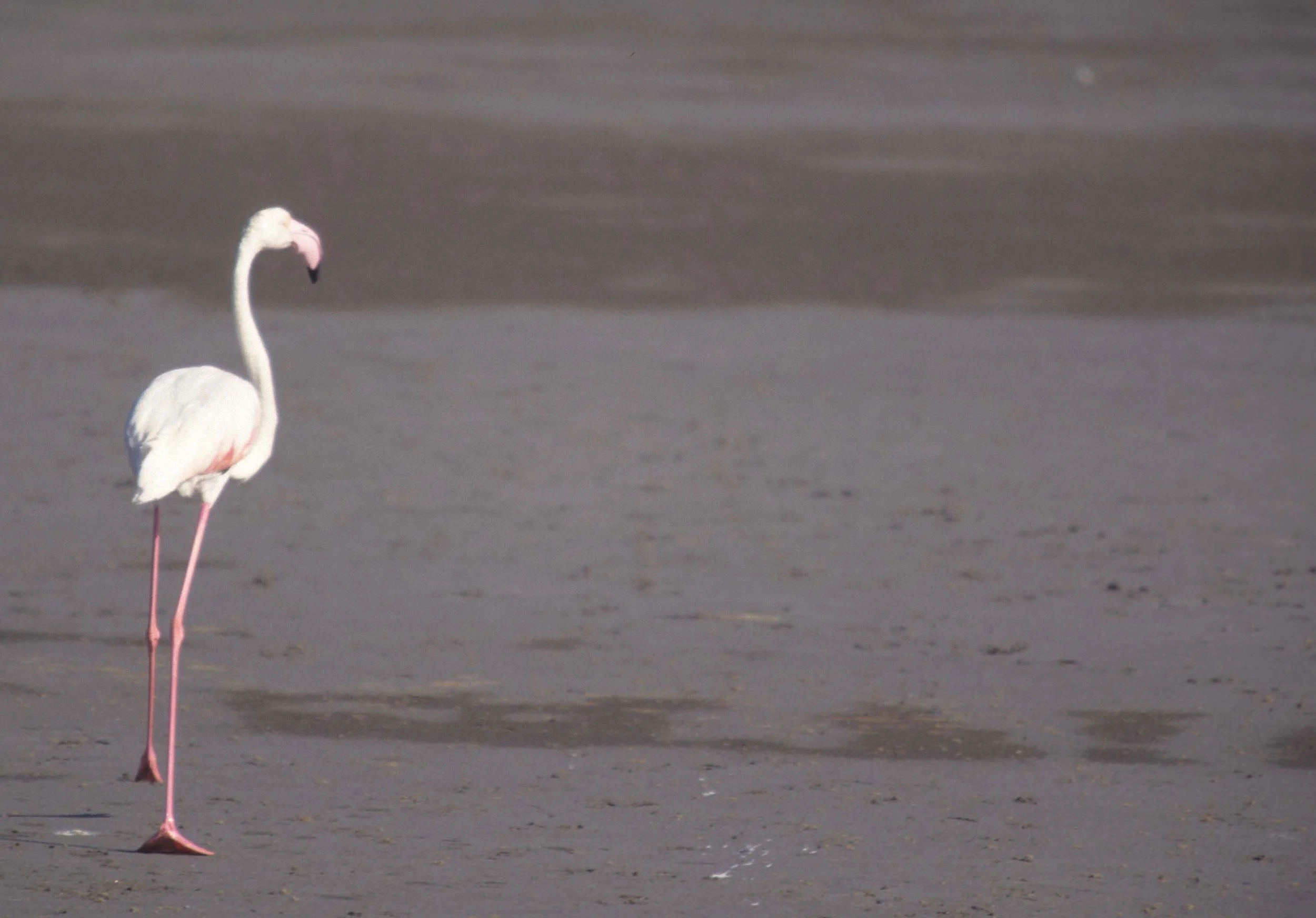 BIRDS - FLAMINGO - GREATER - NAMIBIA COAST 1.jpg
