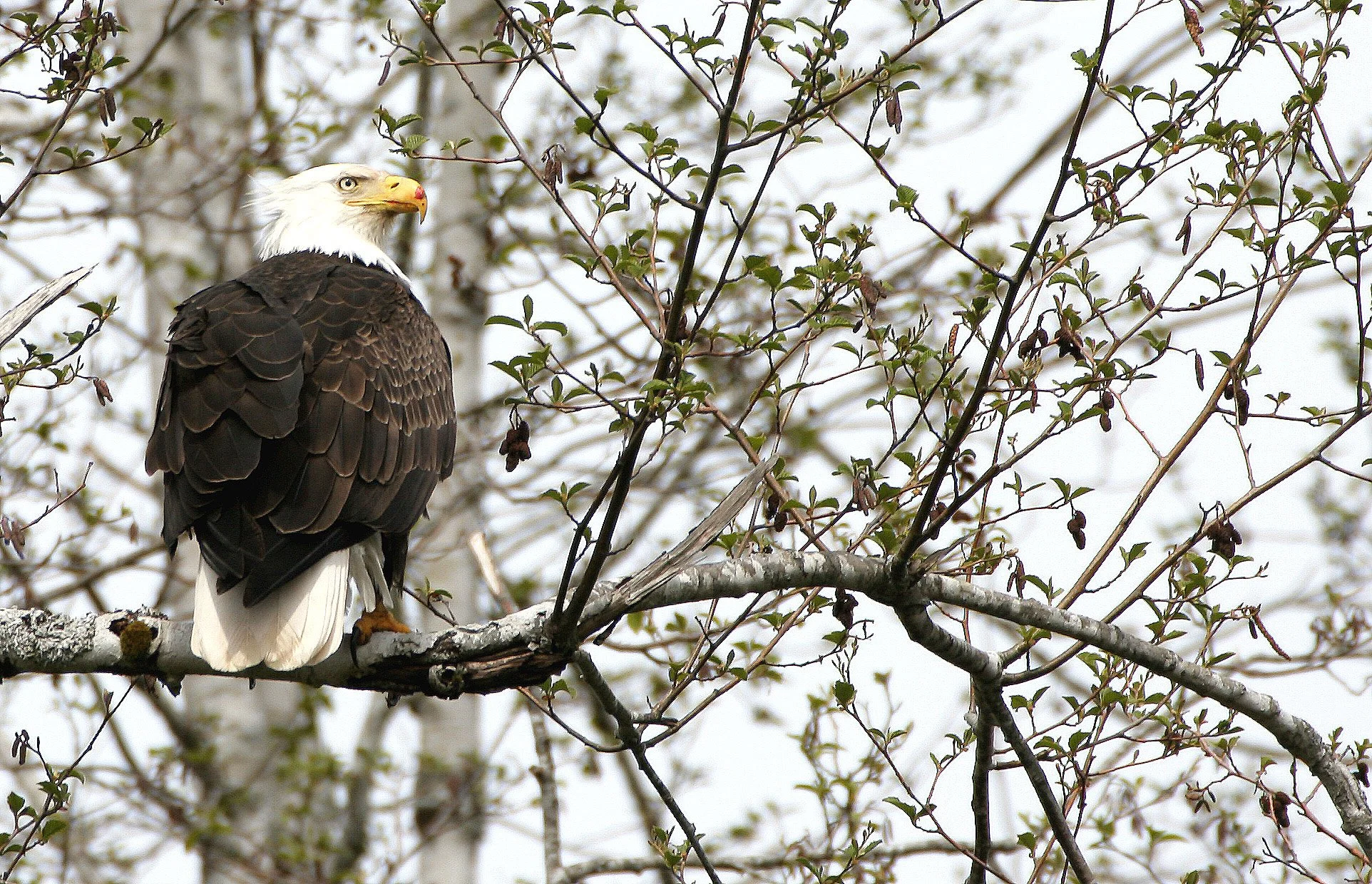 BIRD - EAGLE - BALD EAGLE - OP (28).jpg