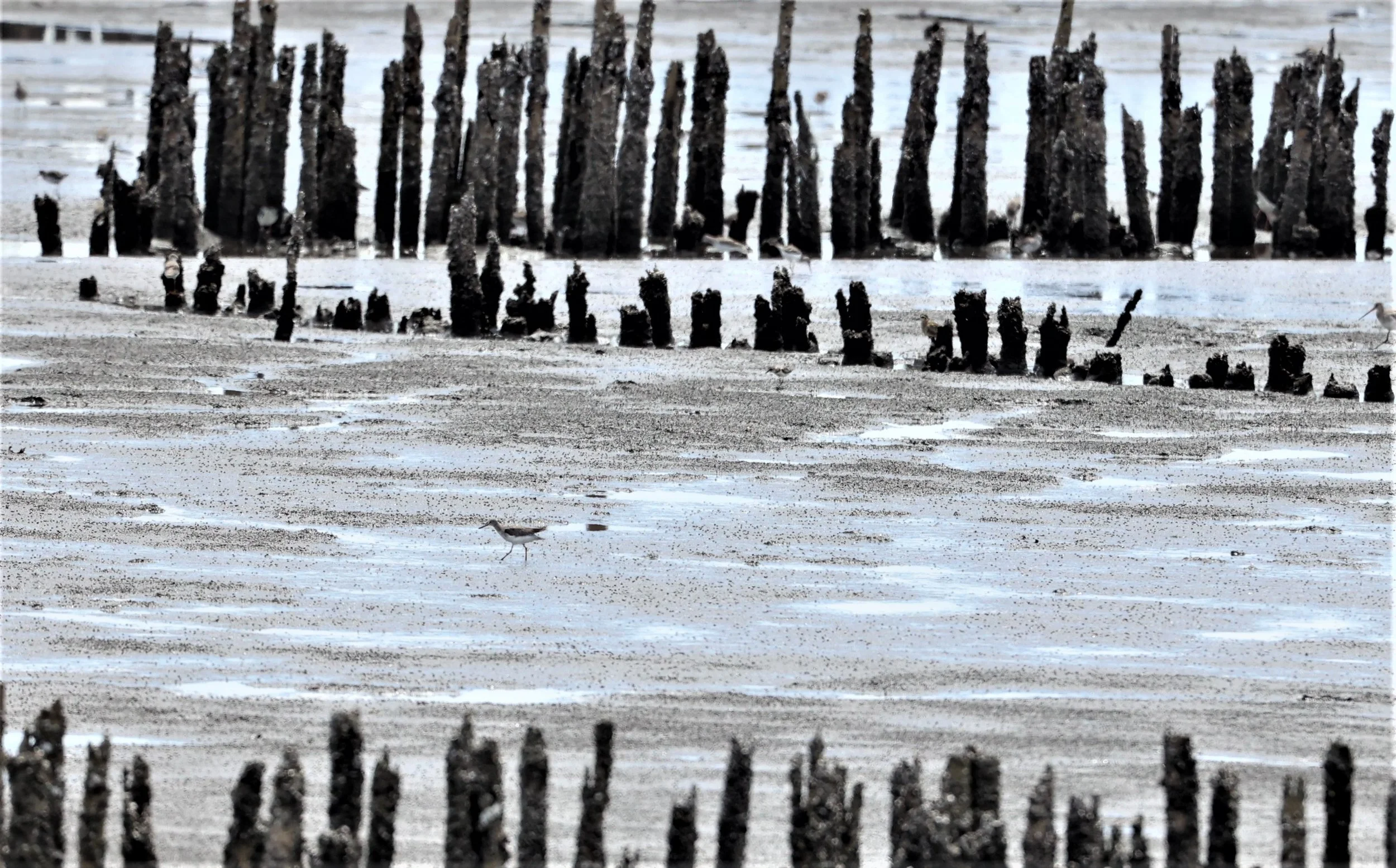 RUFF - Philomachus pugnax - KHOK KHAM MUDFLATS SAMUT SONGKRAN (28).jpg