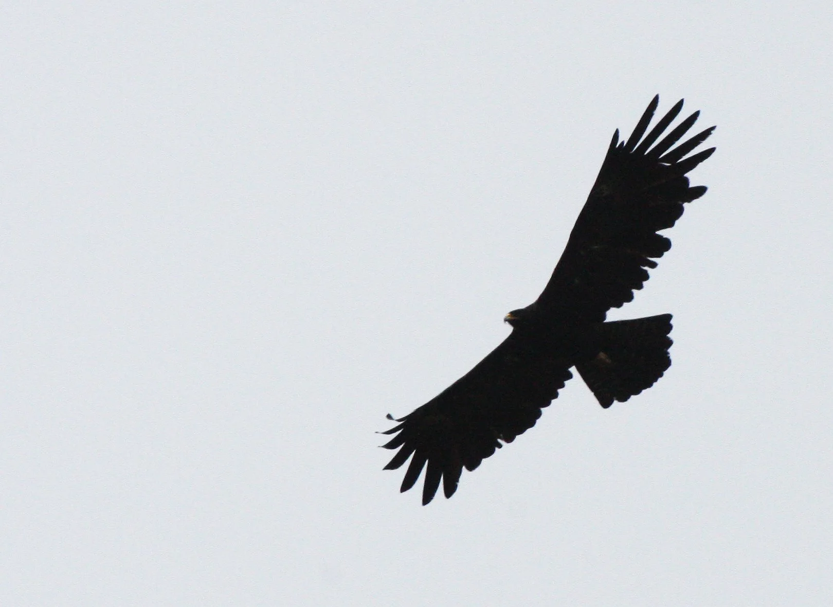 Ictinaetus malaiensis - BLACK EAGLE - KAENG KRACHAN THAILAND (33).JPG