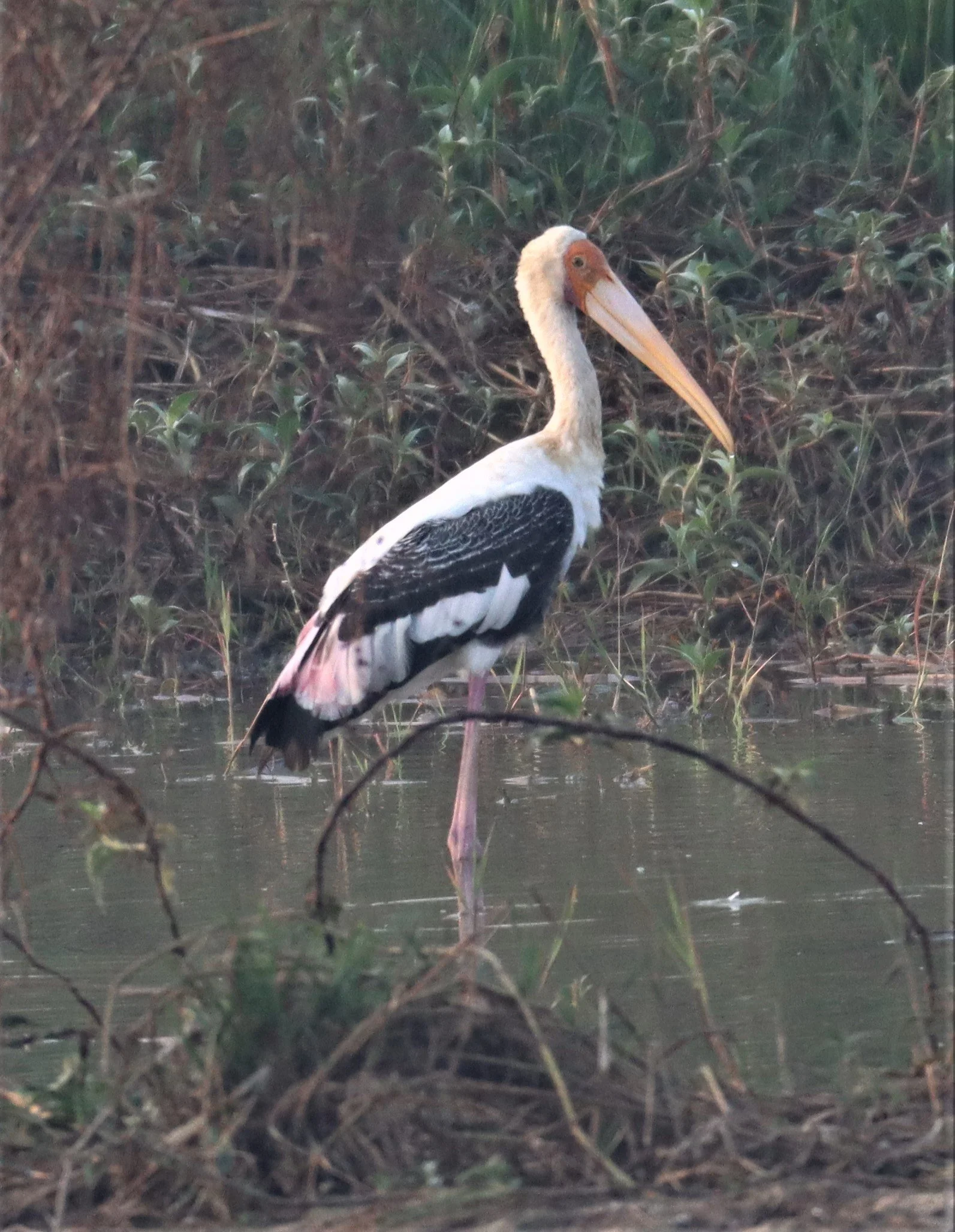 STORK - PAINTED STORK - Mycteria leucocephala - BUENG BORAPHET (11).jpg