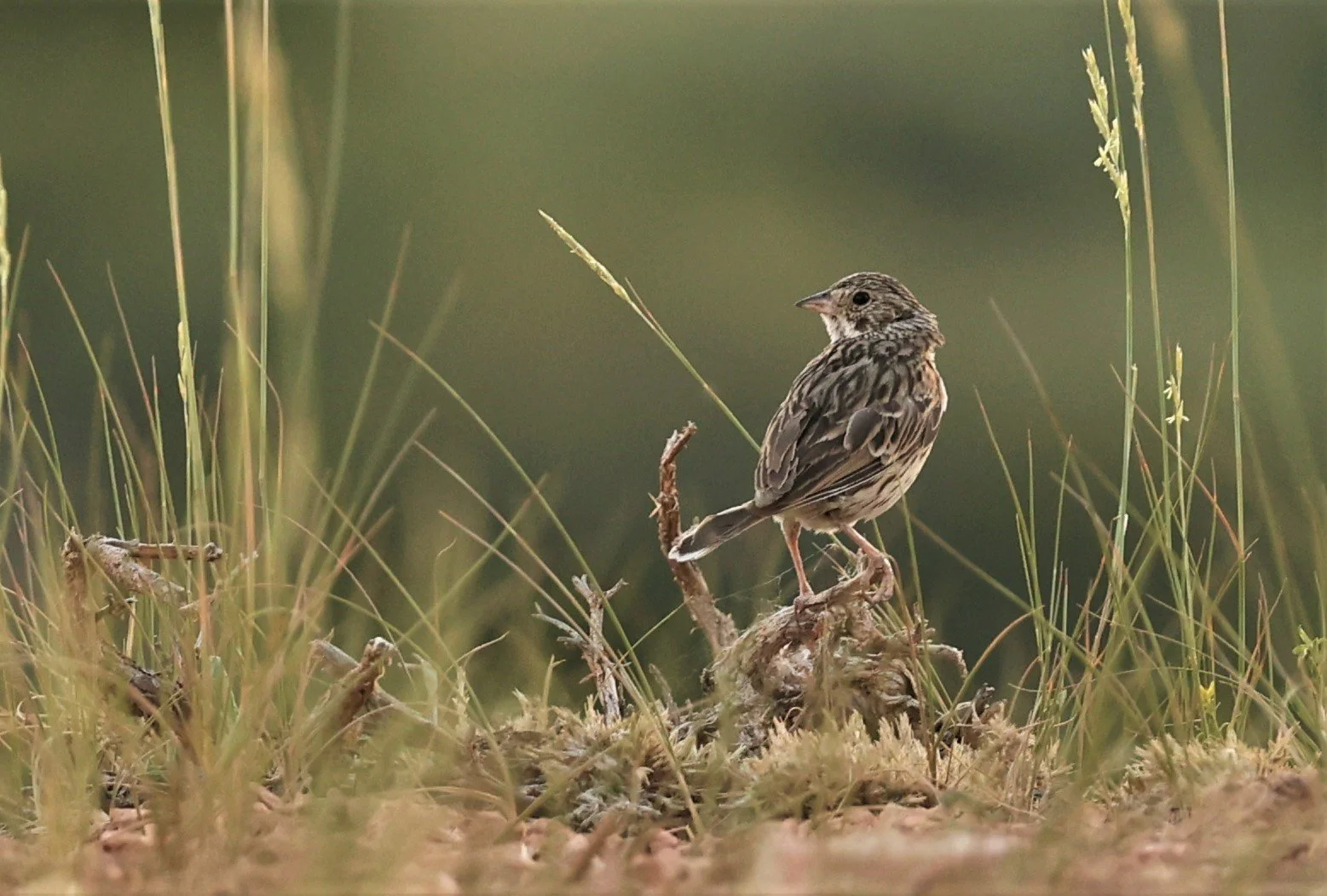 Brewer's Sparrow (Spizella breweri)  Fossil Buttes National Monument Wyoming (13).jpg