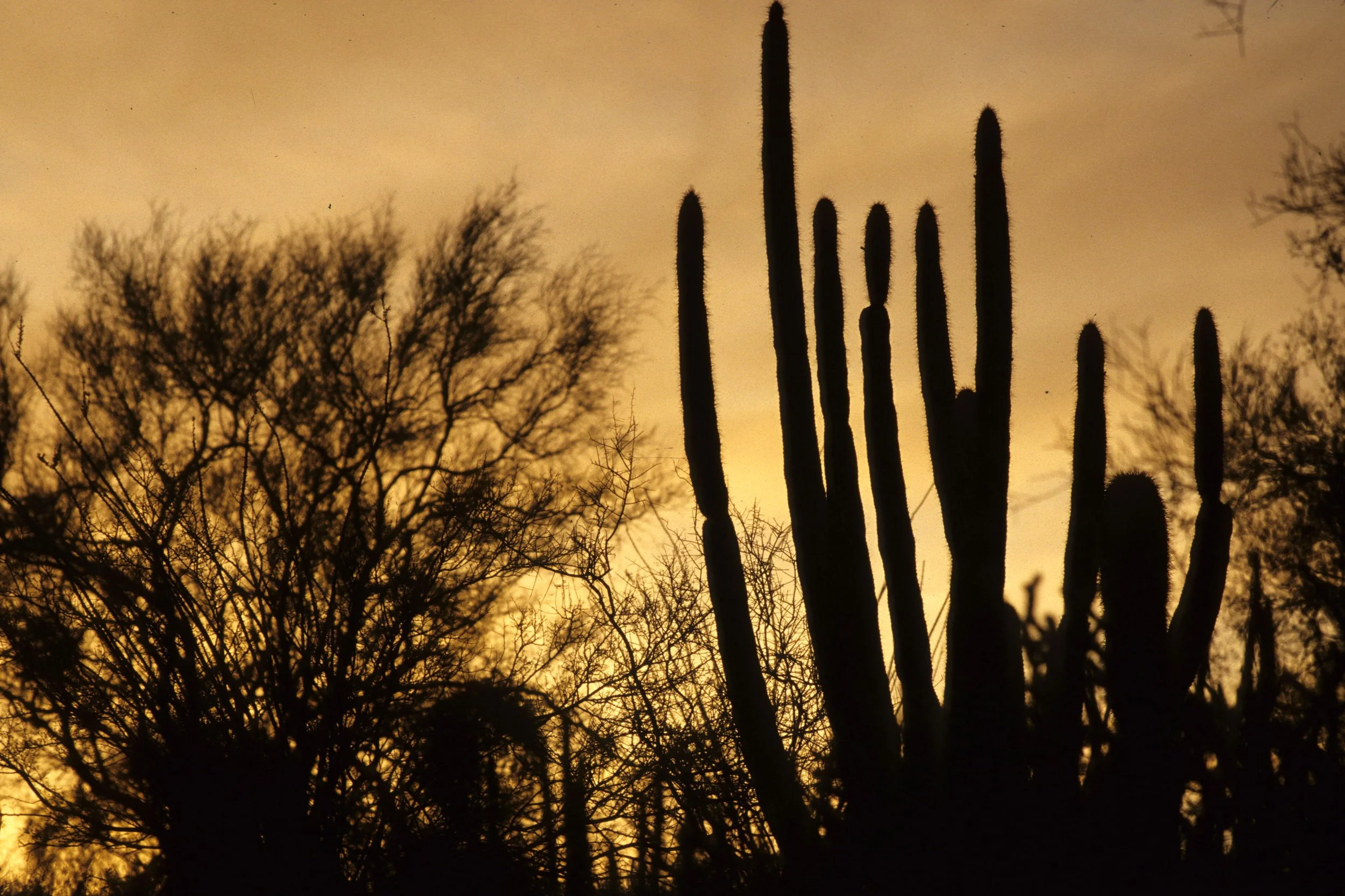 ORGAN PIPE CACTUS NP - SUNSET.jpg