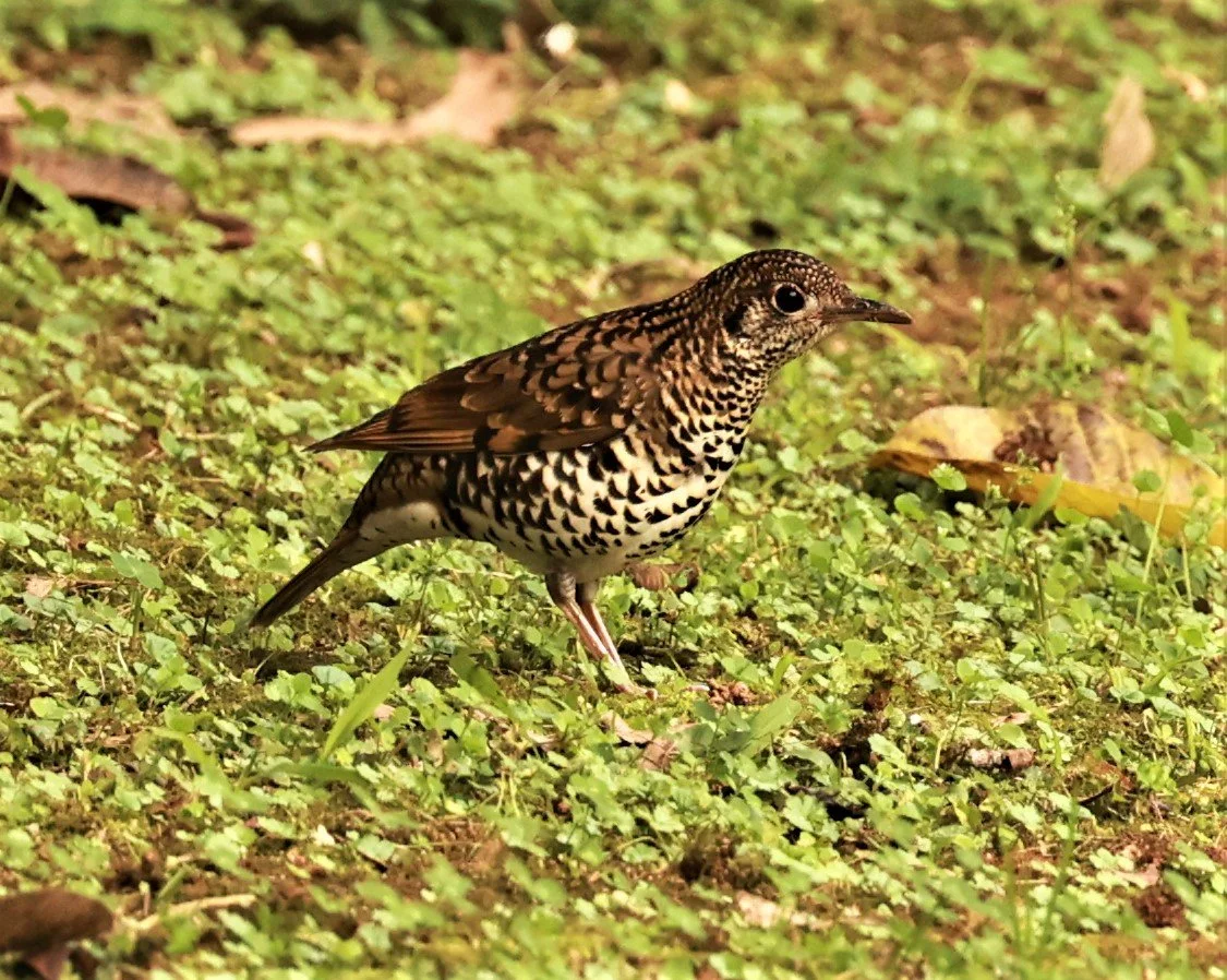 Scaly Thrush (Zoothera dauma) Doi Ang Kang Chiang Mai (37).jpg