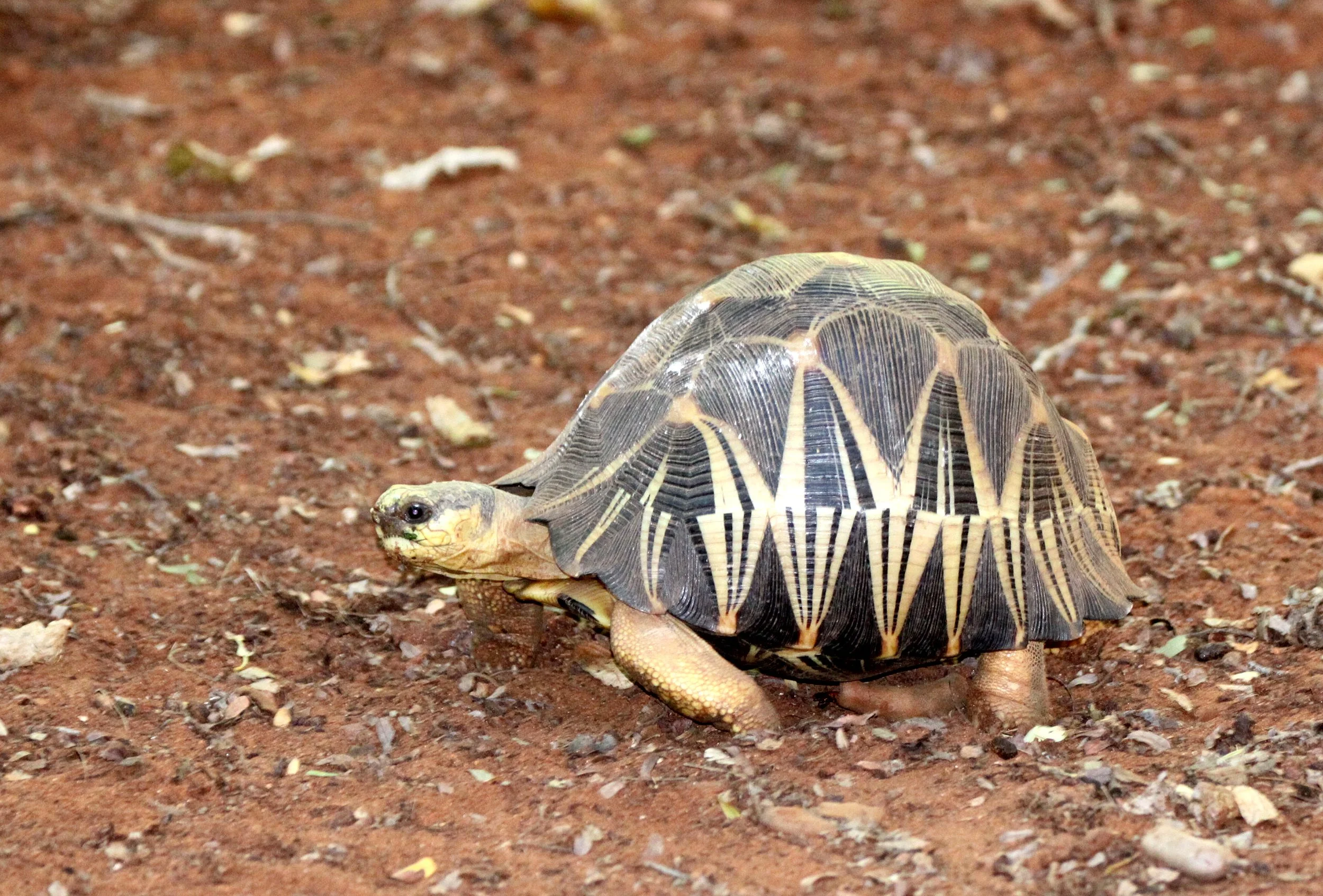 Astrochelys radiata - MADAGASCAR BOX TORTOISE - TESTUDO RADIATA  - ANDOHAHELA NATIONAL PARK MADAGASCAR (18).JPG