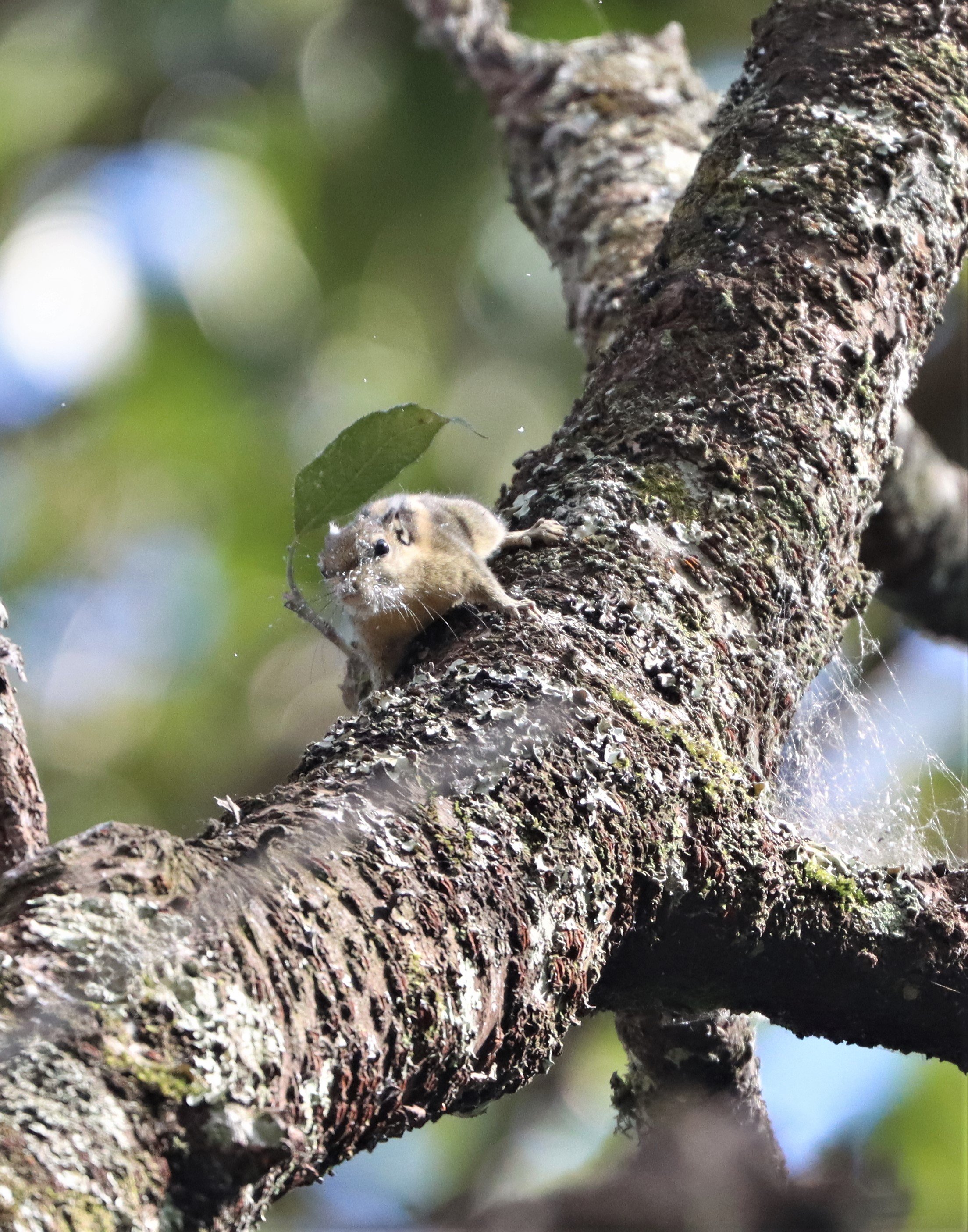 Tamiops mcclellandii - WESTERN OPR HIMALYAN STRIPED SQUIRREL - DOI INTHANON LOWER ELEVATIONS (13).jpg