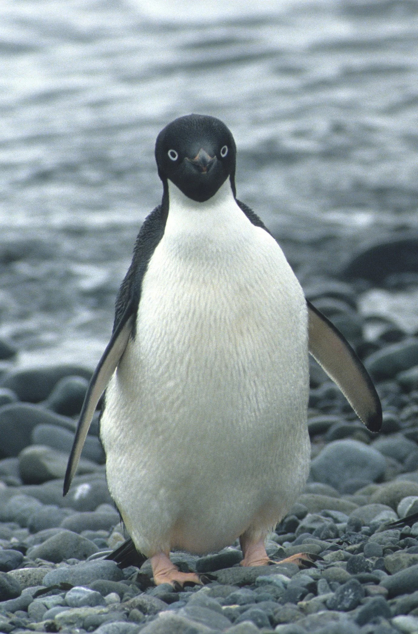 Adélie Penguin (Pygoscelis adeliae) Arctowski Poland Research Station Rookery Antarctic Peninsula (7).jpg