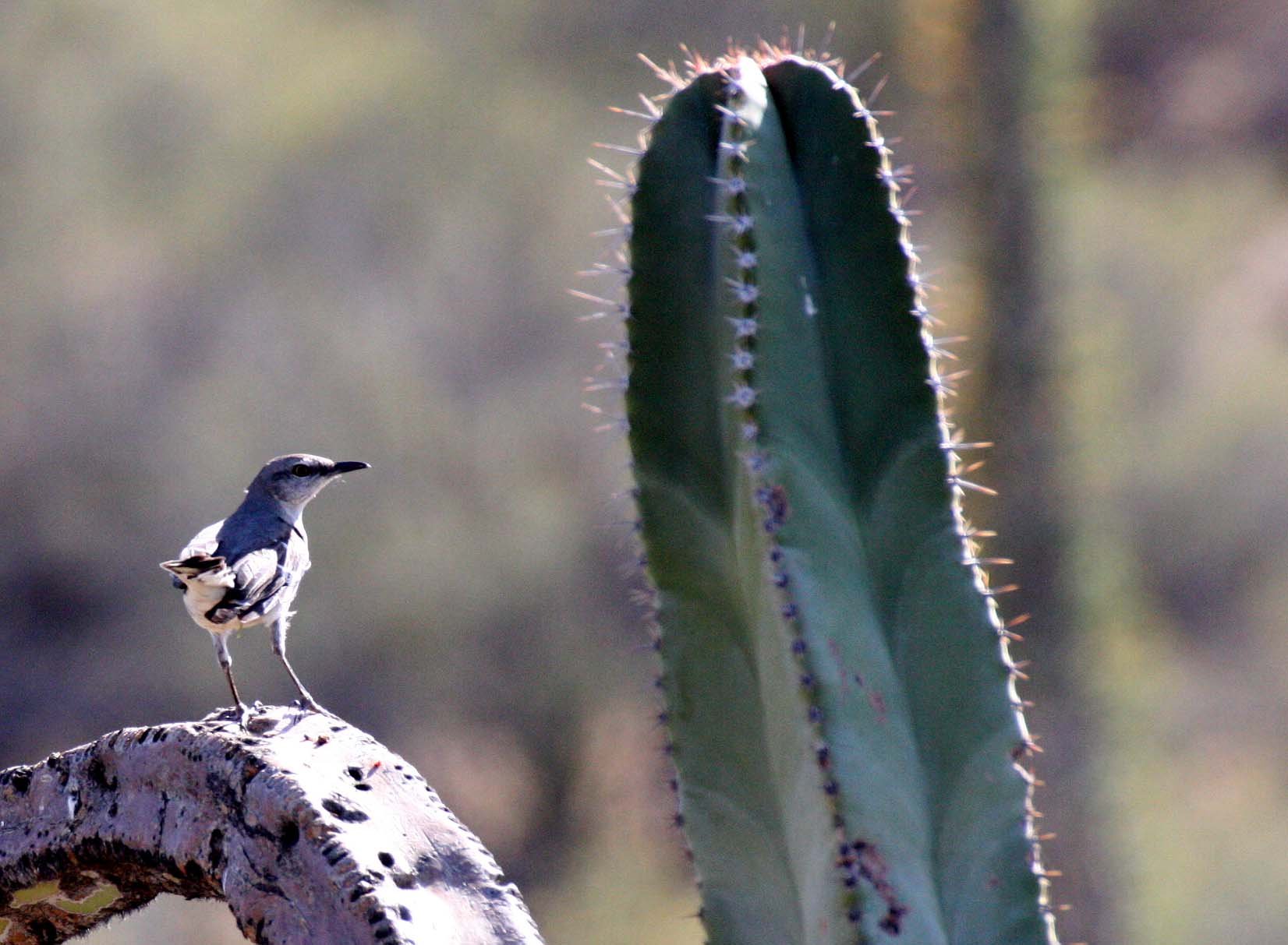 Northern Mockingbird (Mimus polyglottos) Catavina Desert Baja Mexico (5).JPG