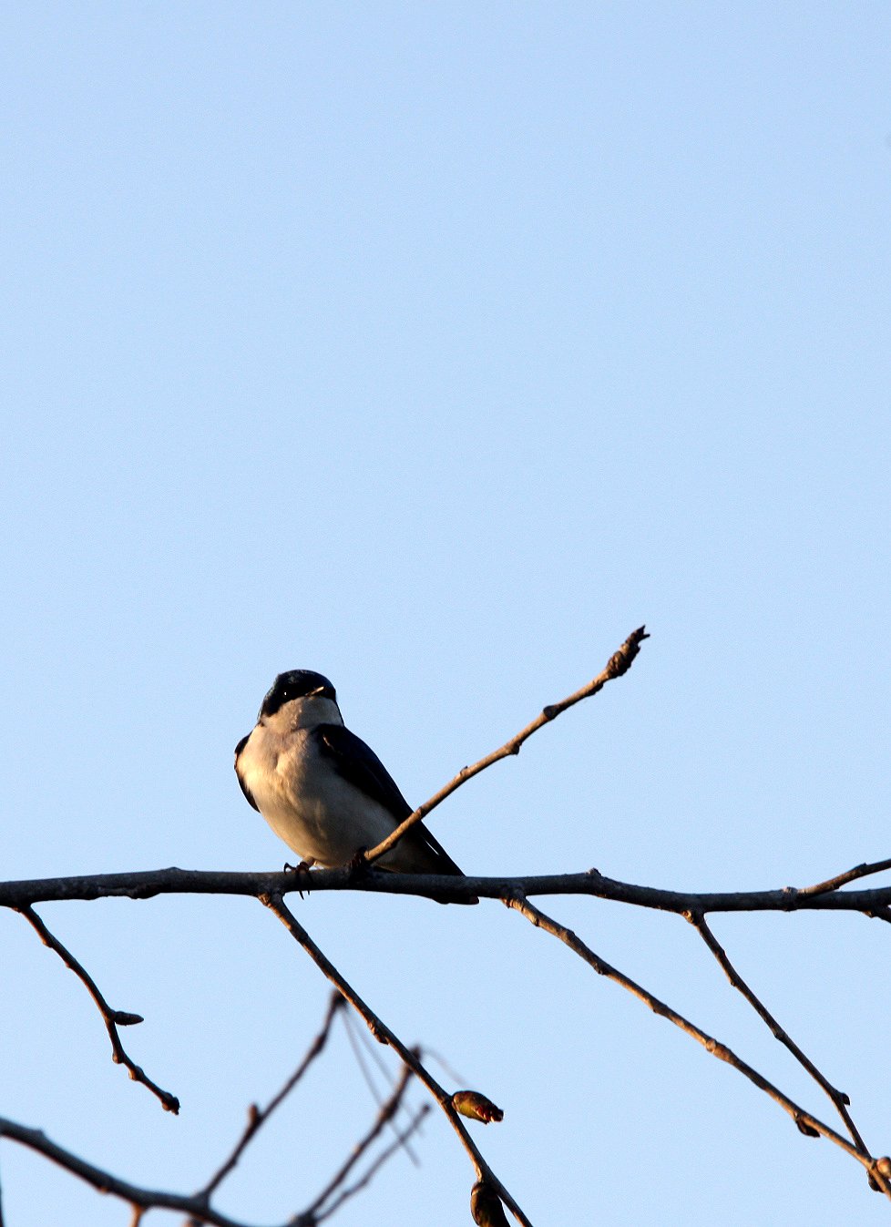 Tree Swallow (Tachycineta bicolor) San Joaquin NWR Irvine California (4).JPG