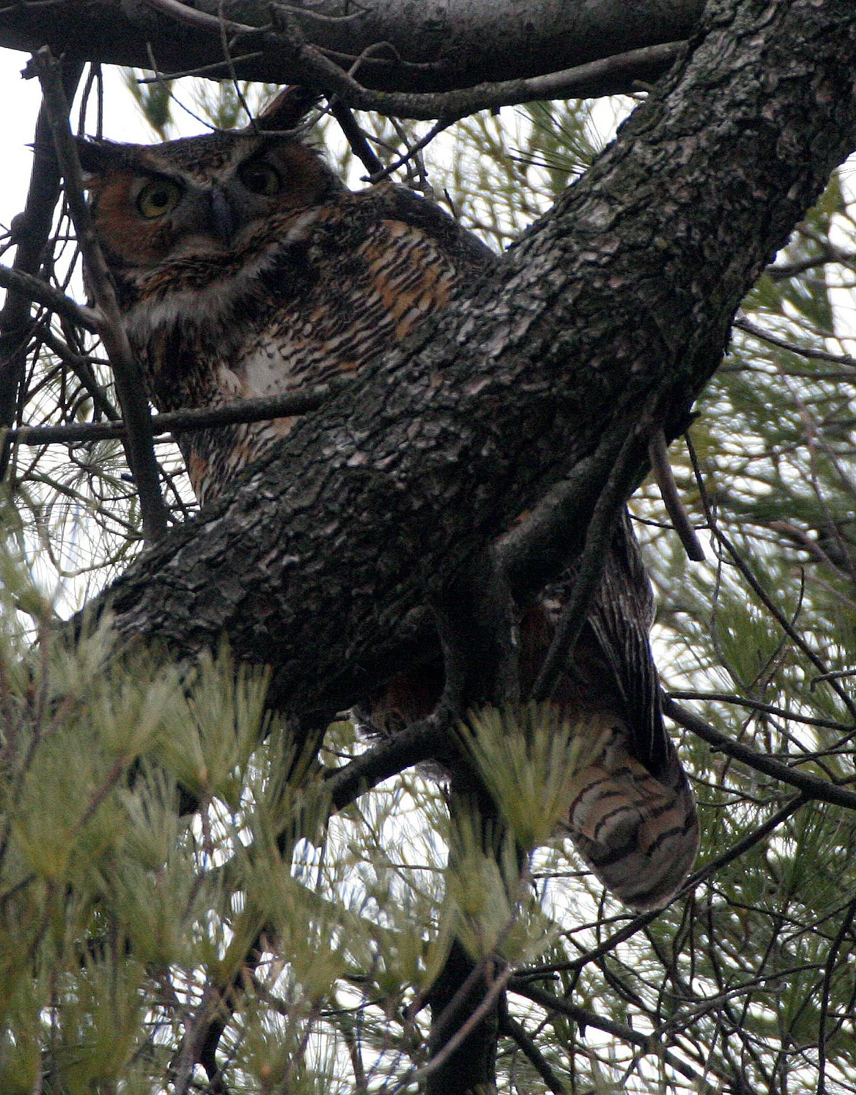 Bubo virginianus - GREAT-HORNED OWL - GENEVA COURTHOUSE ILLINOIS (43).JPG