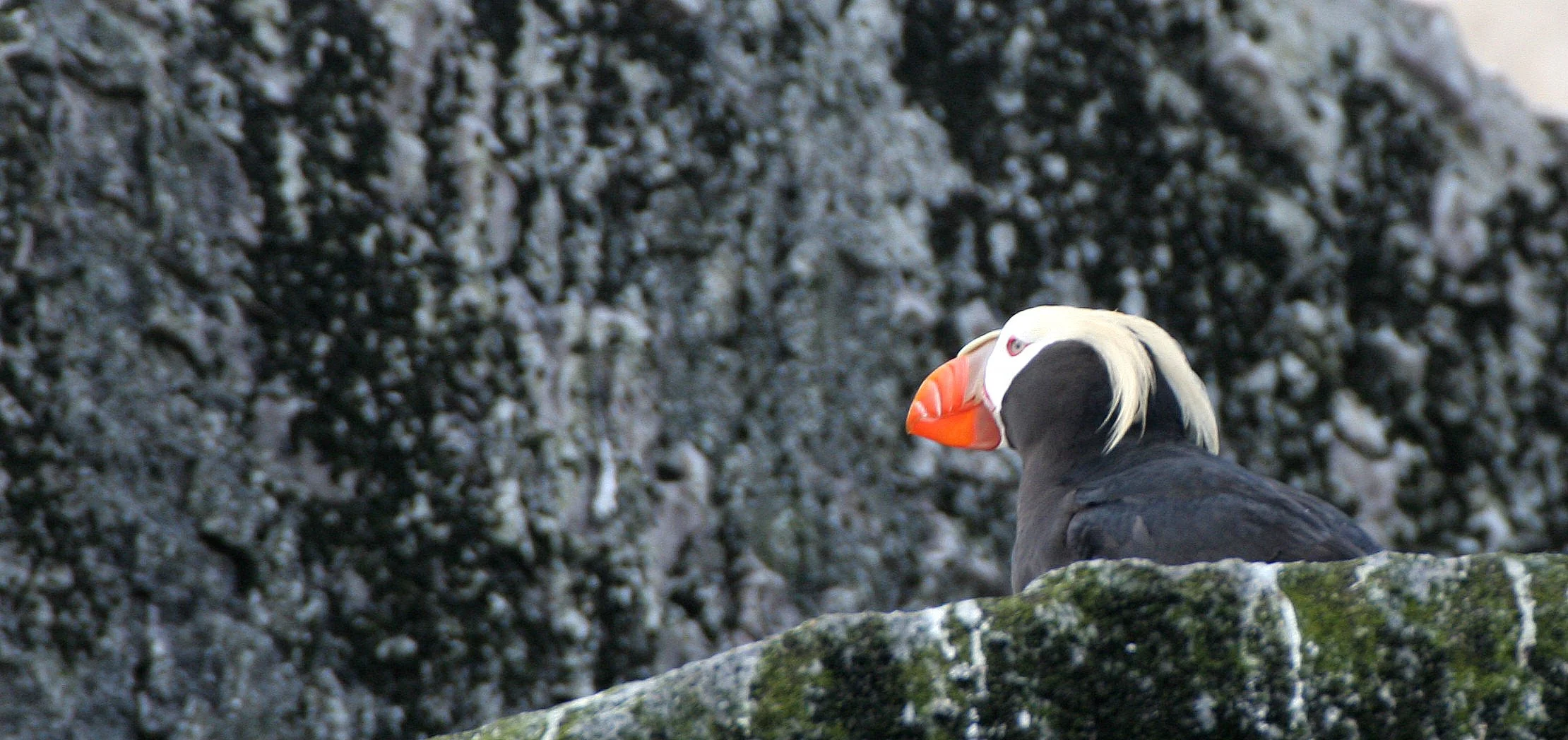 Fratercula cirrhata - TUFTED PUFFIN - COMMANDERS (6).jpg