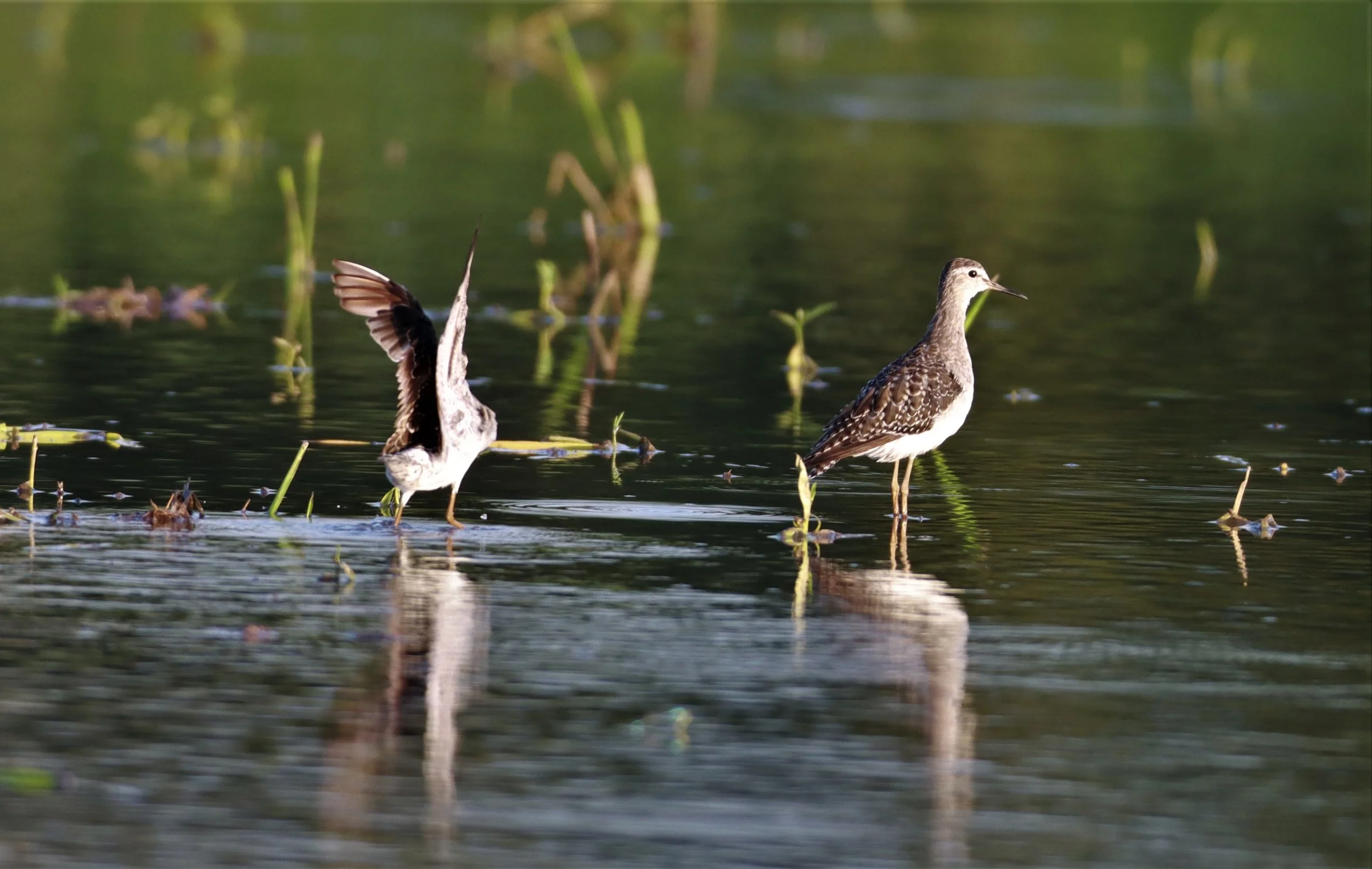 SANDPIPER - WOOD SANDPIPER - Tringa glareola - PATHUM THANI RICE RESEARCH CENTER AUGUST 24 2021 (2).jpg