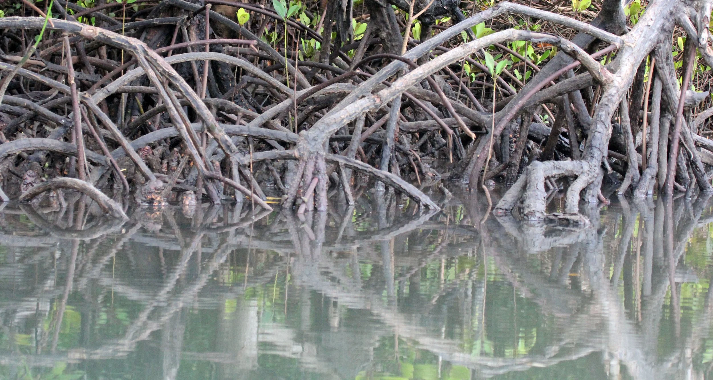 TANGKOKO NATIONAL PARK, SULAWESI INDONESIA (11).JPG