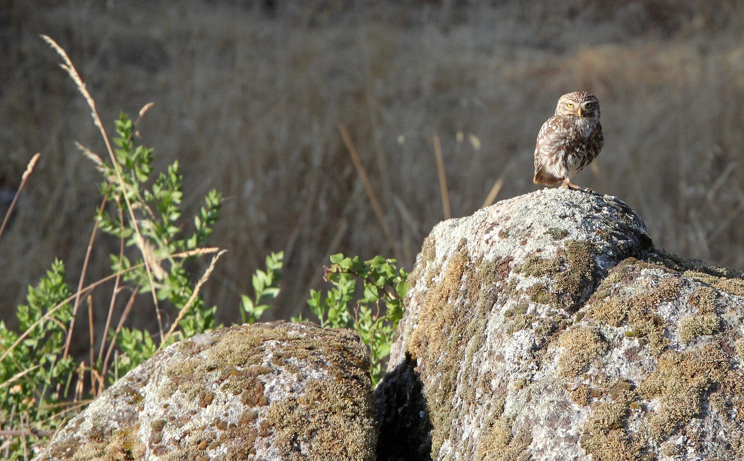 Athene noctua - LITTLE OWL - SIERRA DE ANDUJAR SPAIN (34).JPG