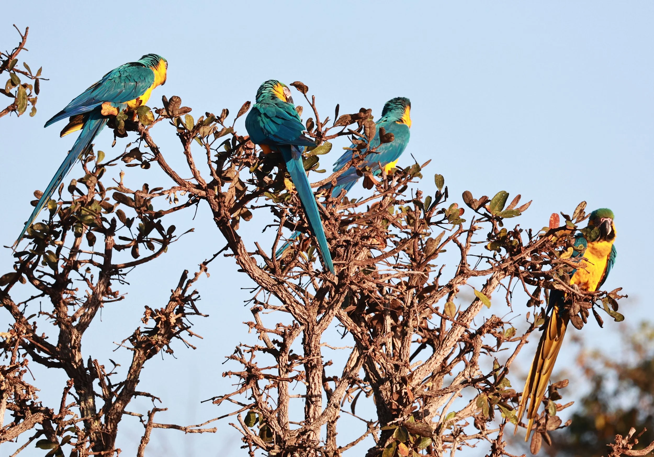Macaw - Blue-and-yellow Macaw - Ara ararauna - Emas National Park, Goias State, Brazil (113).JPG
