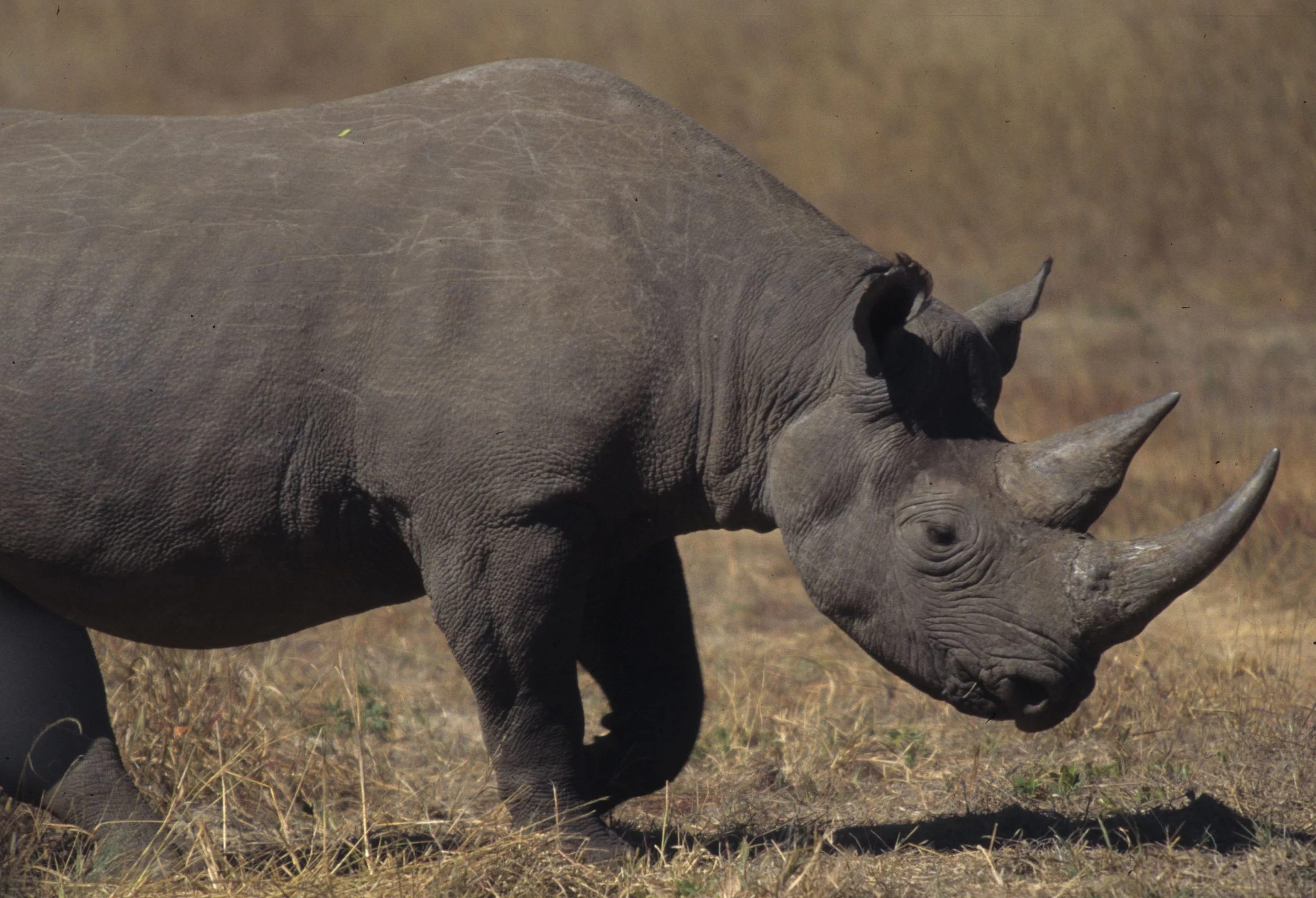 RHINO- BLACK - ZIMBABWE 10.jpg