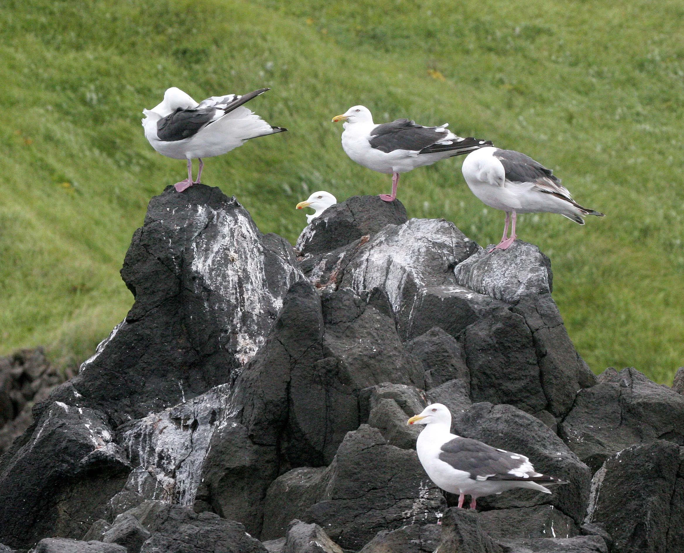 BIRD - GULL - SLATY-BACKED GULLS IN SOUTHERN KURILS RUSSIA.jpg