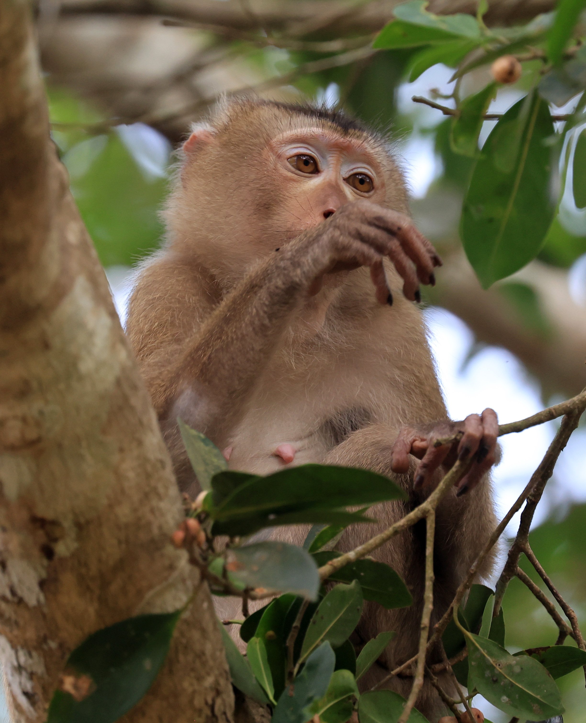 Northern Pig-tailed Macaque (Macaca leonina) Khao Yai National Park Feb 2026 Day 2 (26).jpg