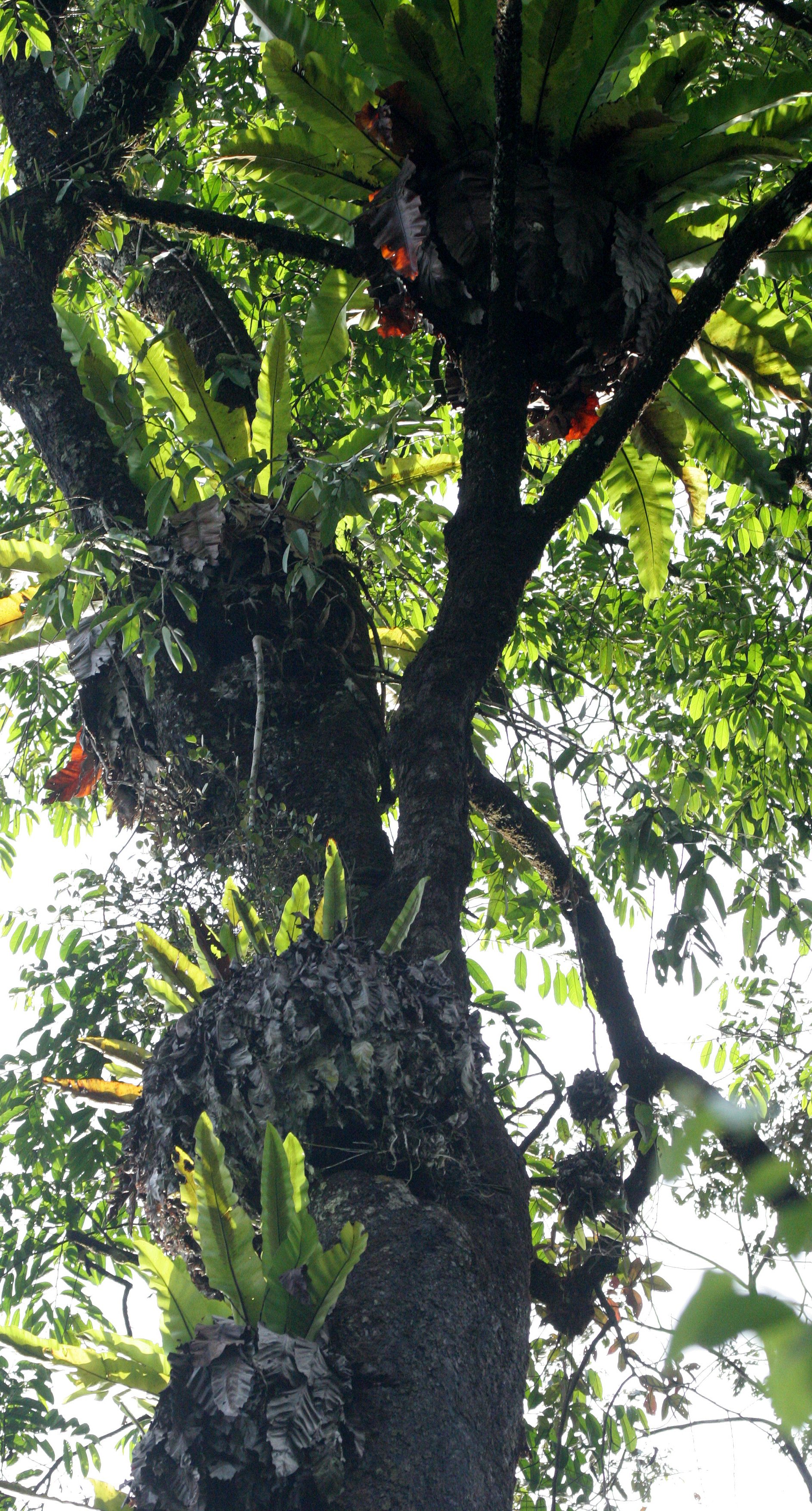 DANUM VALLEY BORNEO - BIRD NEST FERNS  (2).JPG