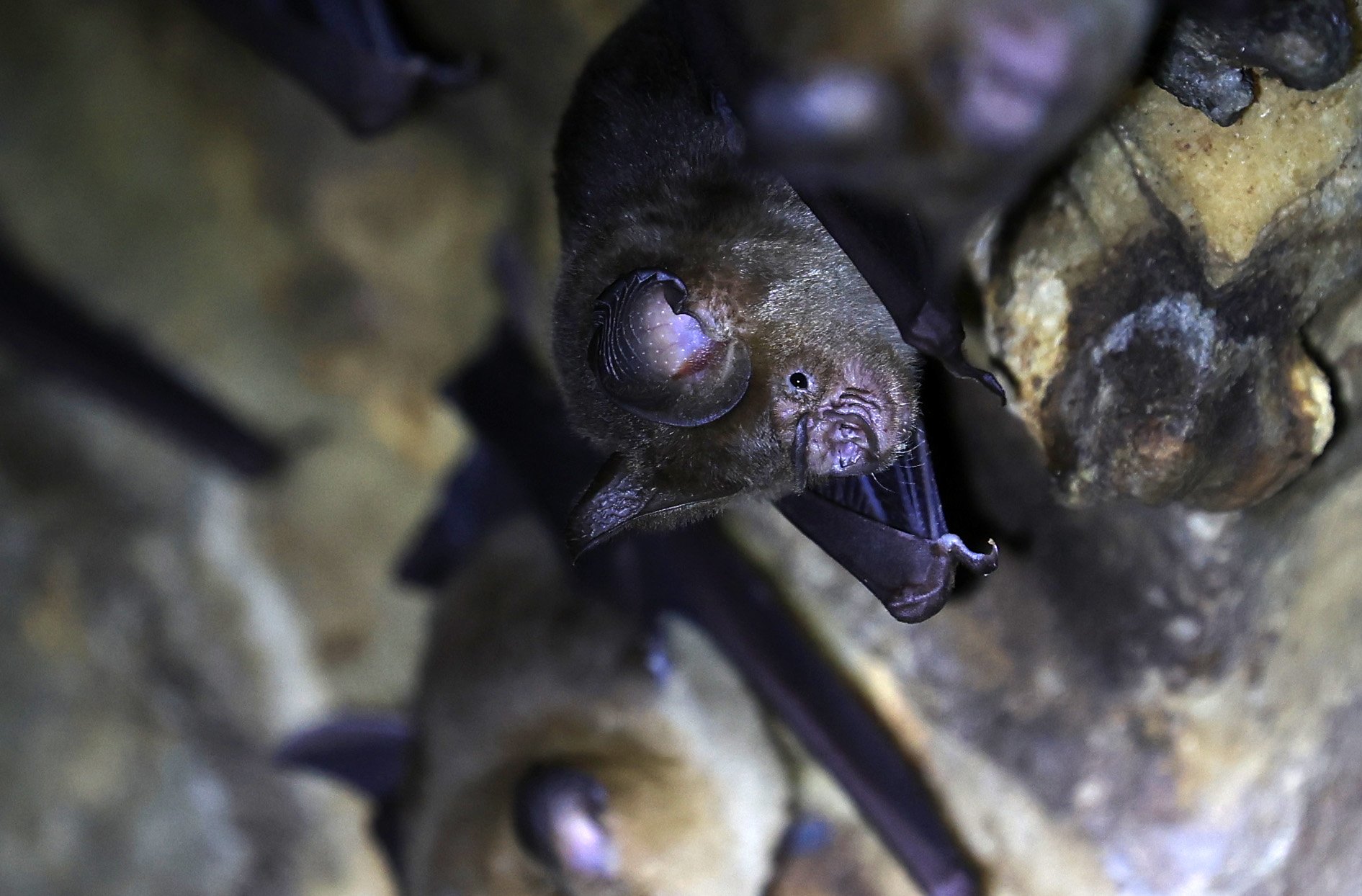 Horsfield’s Leaf-nosed Bat (Hipposideros.larvatus) Wat Tham Sila Thong Temple Pak Chong Thailand near Khao Yai (28).jpg