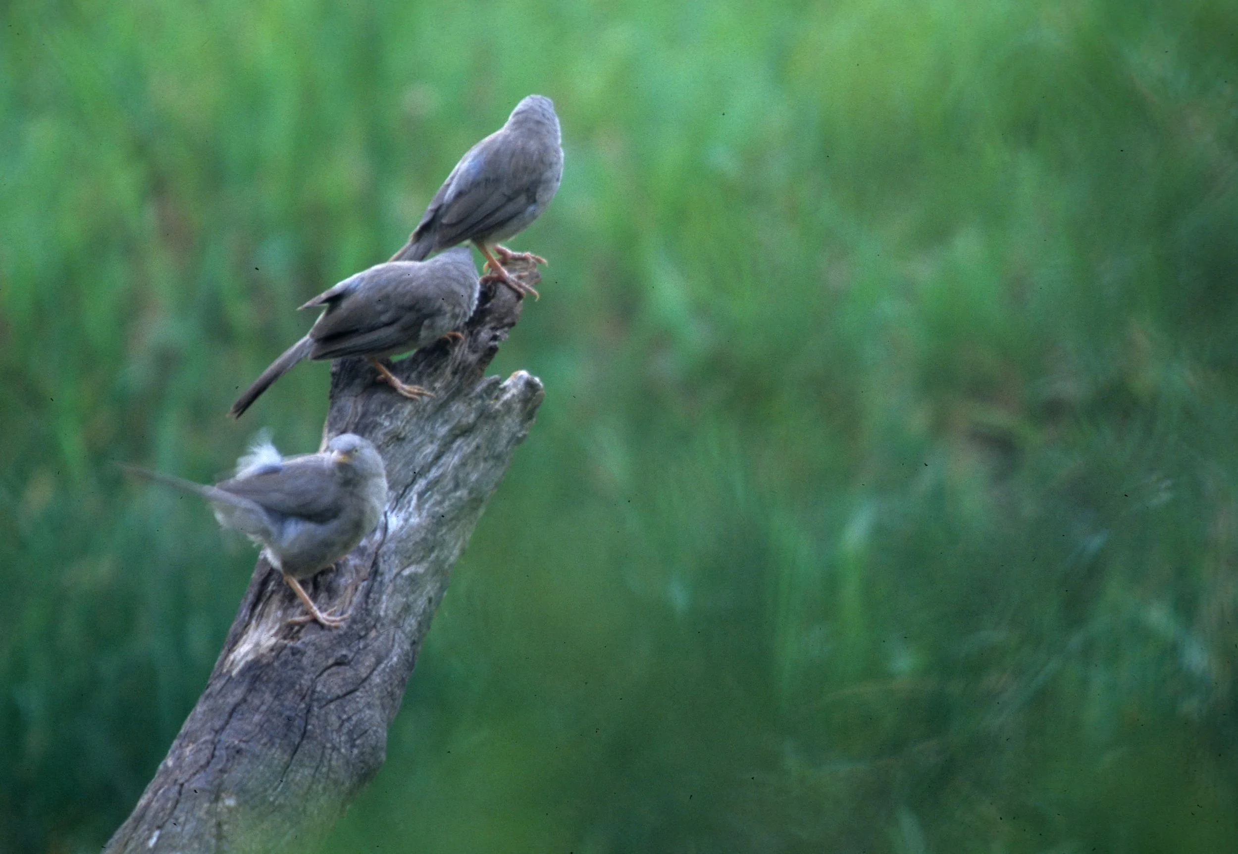 BIRD - LARGE GRAY BABBLERS - KALEODEO INDIA.jpg