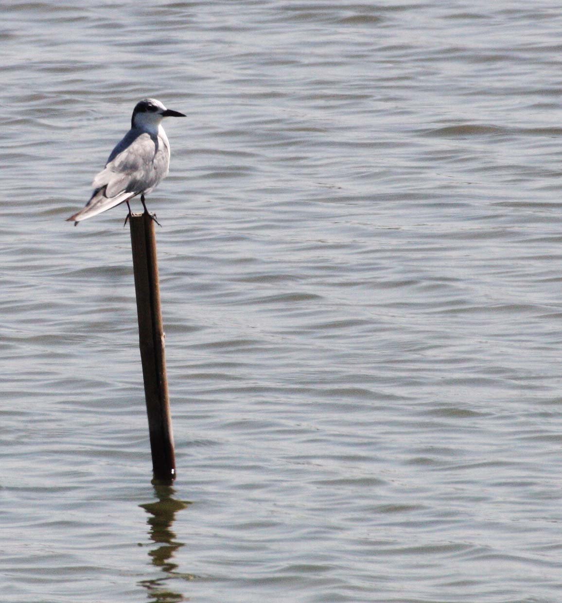 BIRD - TERN - LITTLE TERN - STERNA ALBIFRONS - SOUTH OF BKK - CHRISTMAS IN THAILAND TRIP 2008.JPG