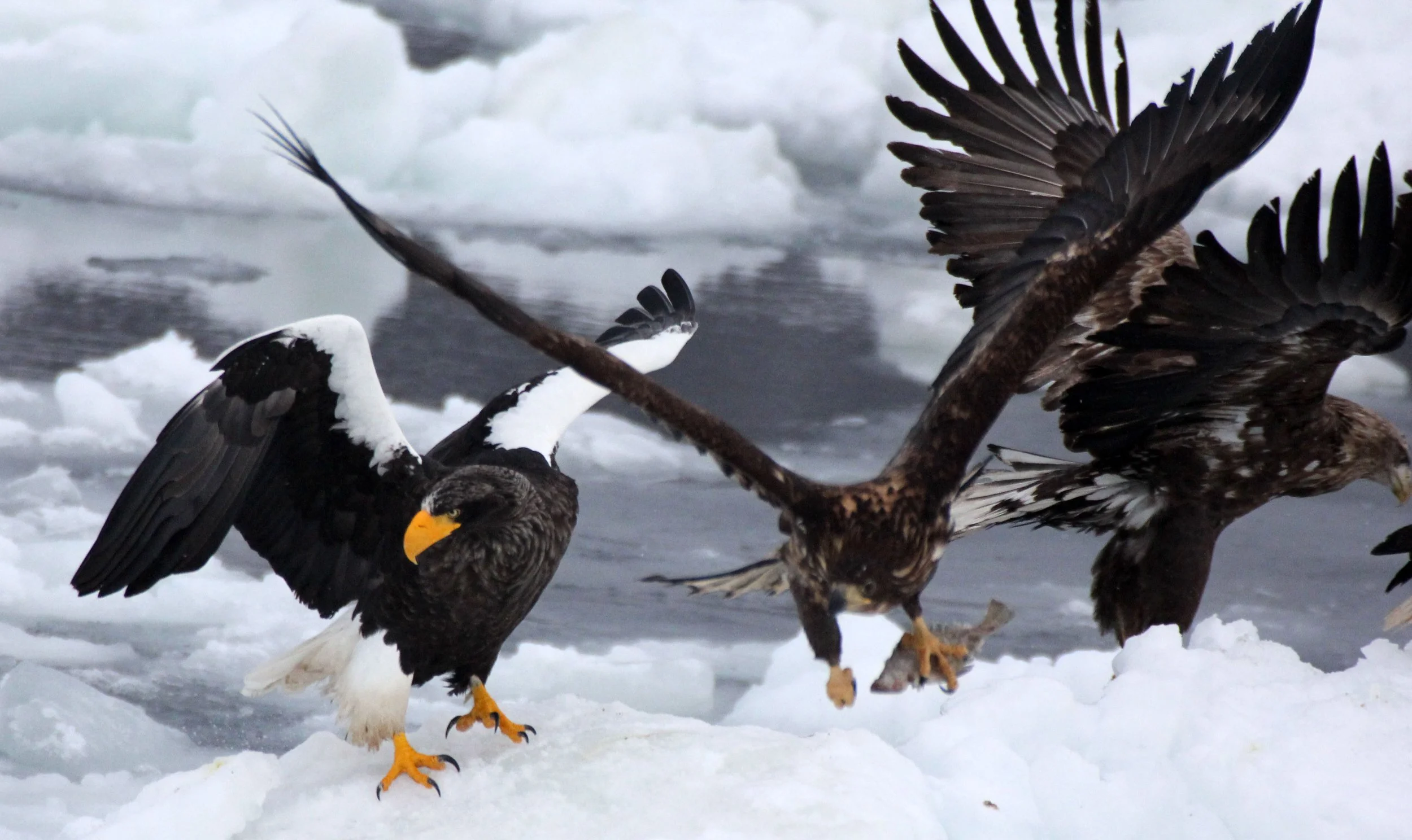 BIRD - EAGLE - STELLER'S SEA EAGLE - RAUSU, SHIRETOKO PENINSULA & NATIONAL PARK - HOKKAIDO JAPAN (64).JPG