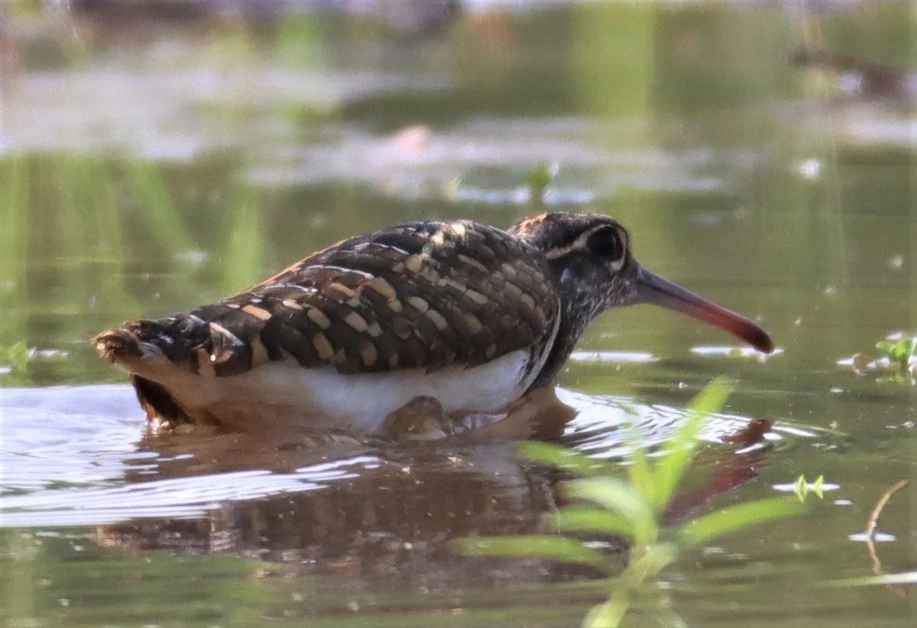 SNIPE - GREATER PAINTED SNIPE - Rostratula benghalensis - PATHUM THANI RICE RESE (70).JPG