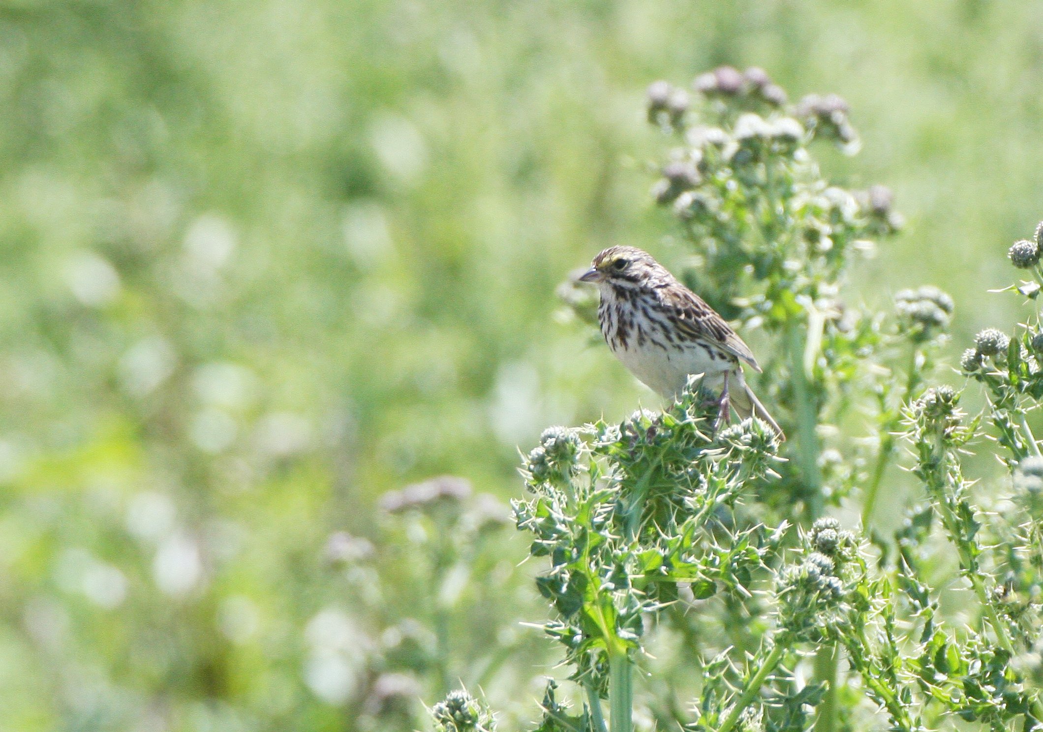 Savannah Sparrow (Passerculus sandwichensis) Ridgefield NWR Washington (9).JPG