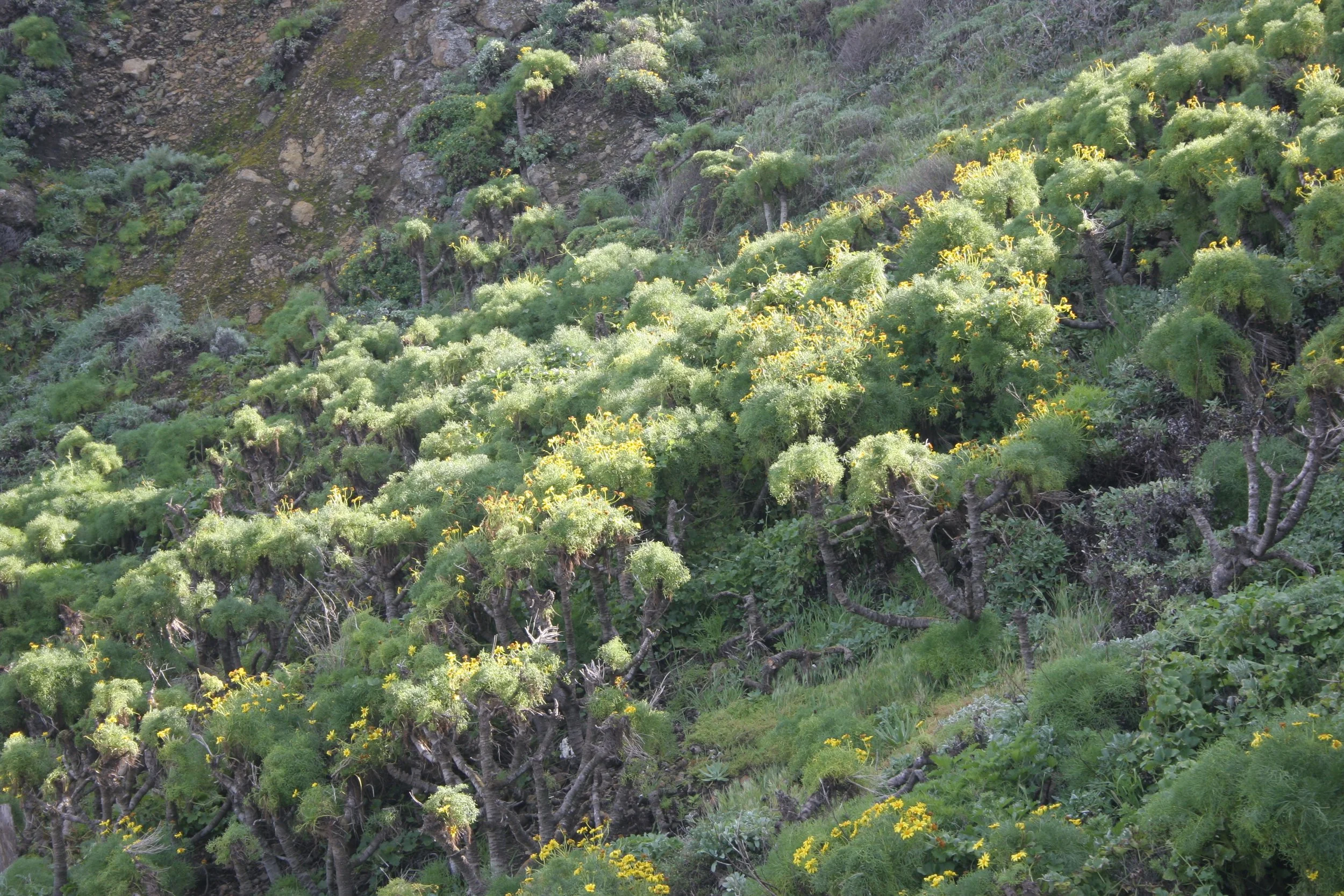 CALIFORNIA - CHANNEL ISLANDS NP - ANACAPA ISLAND - COREOPSIS SPECIES - Giant Coreopsis 2 (2).jpg