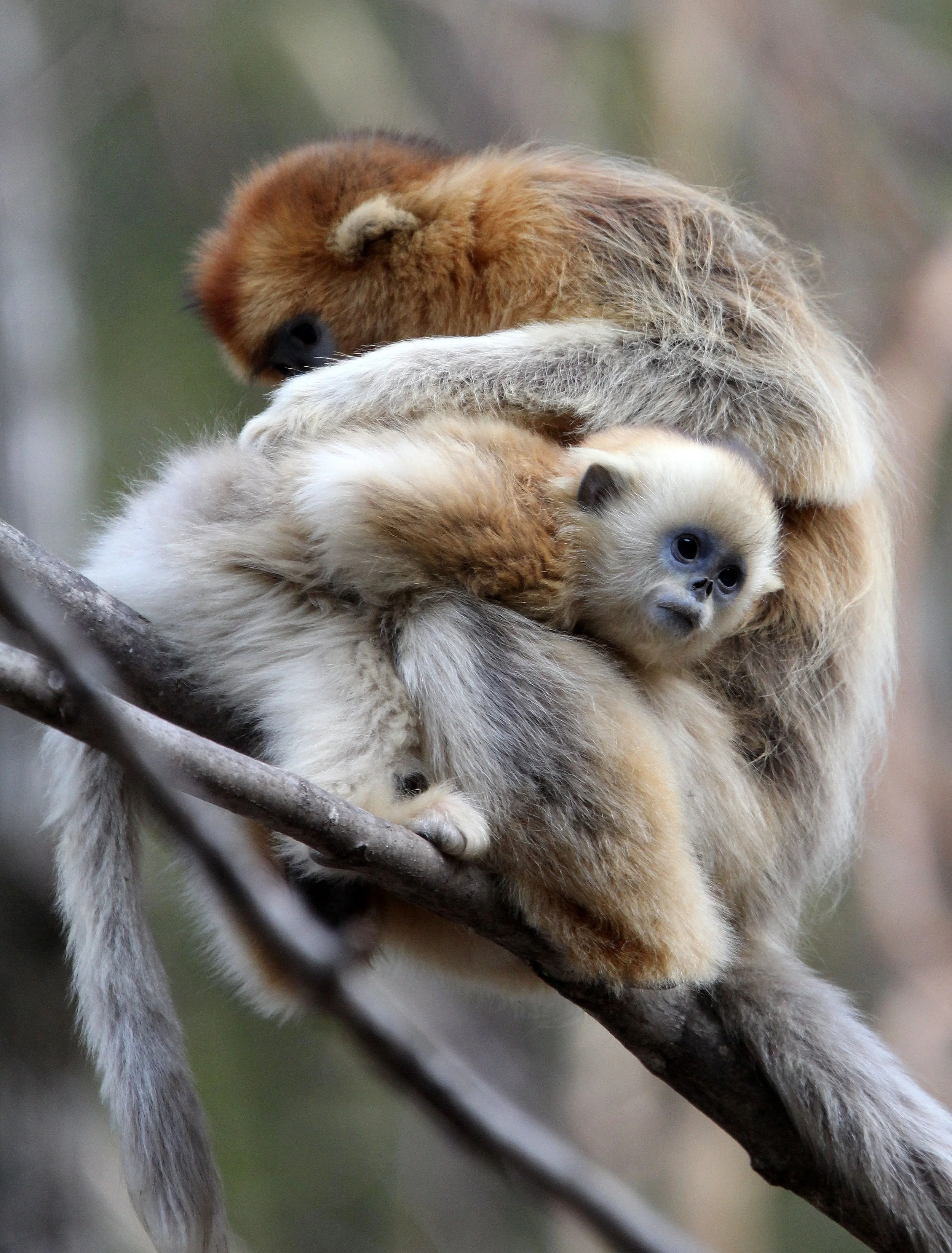 CERCOPITHECIDAE - Rhinopithecus roxellana qinlingensis - QINLING GOLDEN SNUB-NOSED MONKEY - FOPING NATURE RESERVE, SHAANXI CHINA (133).JPG