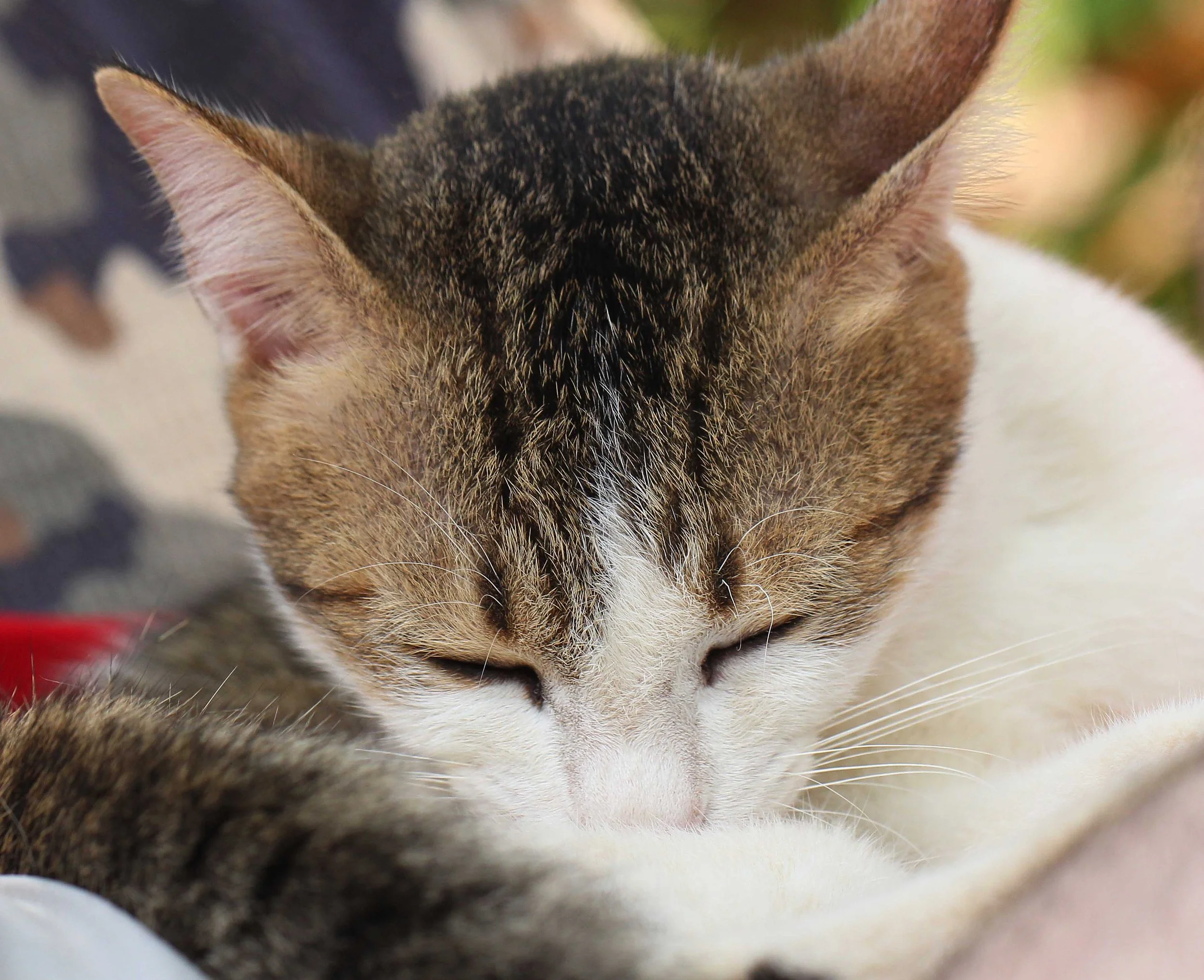 2015 Koh Lanta Songkran with friends from ISB (727).JPG