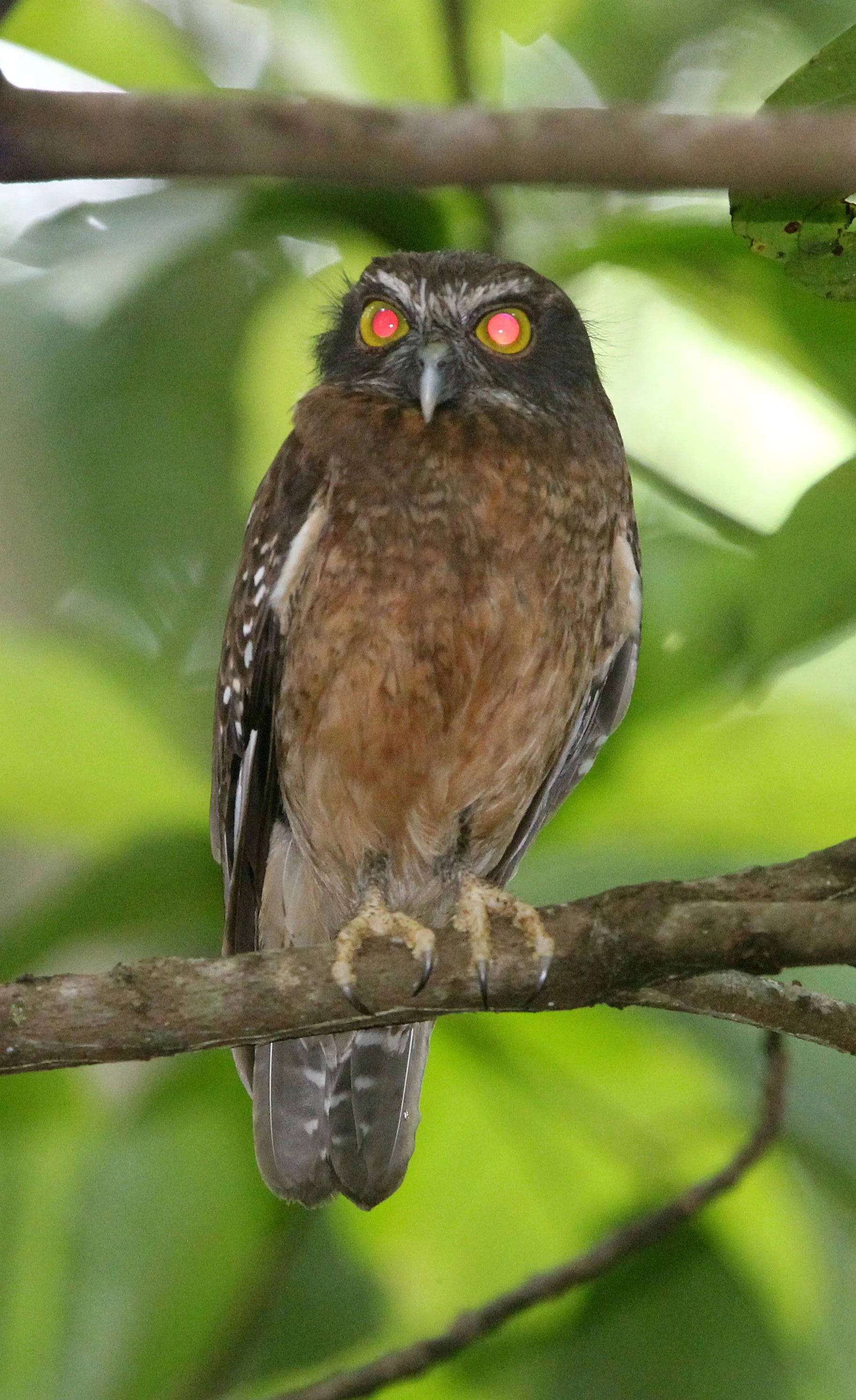 Ninox ochracea - Ochre-bellied Boohook - TANGKOKO NATIONAL PARK SULAWESI INDONESIA (18).JPG